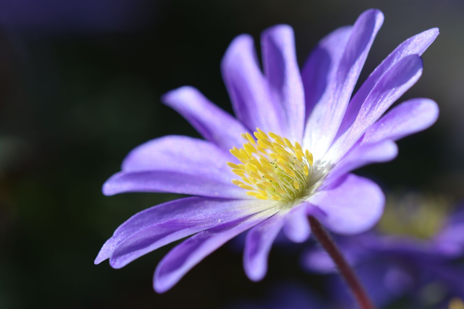 Canon EOS 90D sample photo. Anemone, blossom, bloom photography