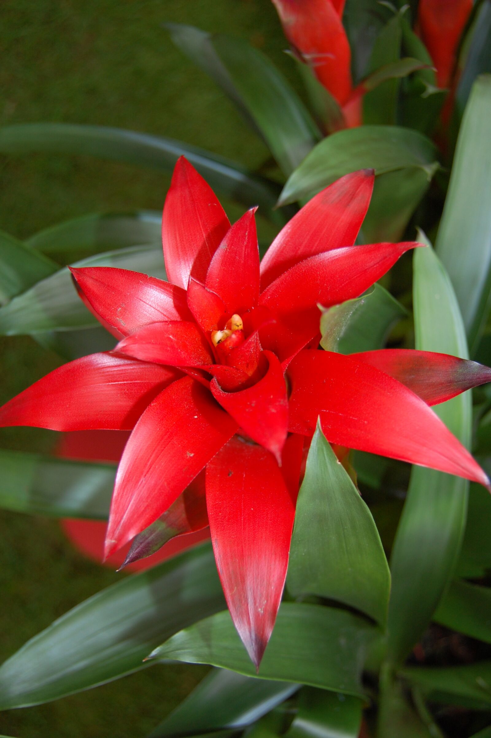 Nikon D40 sample photo. Plant, flower, nature photography