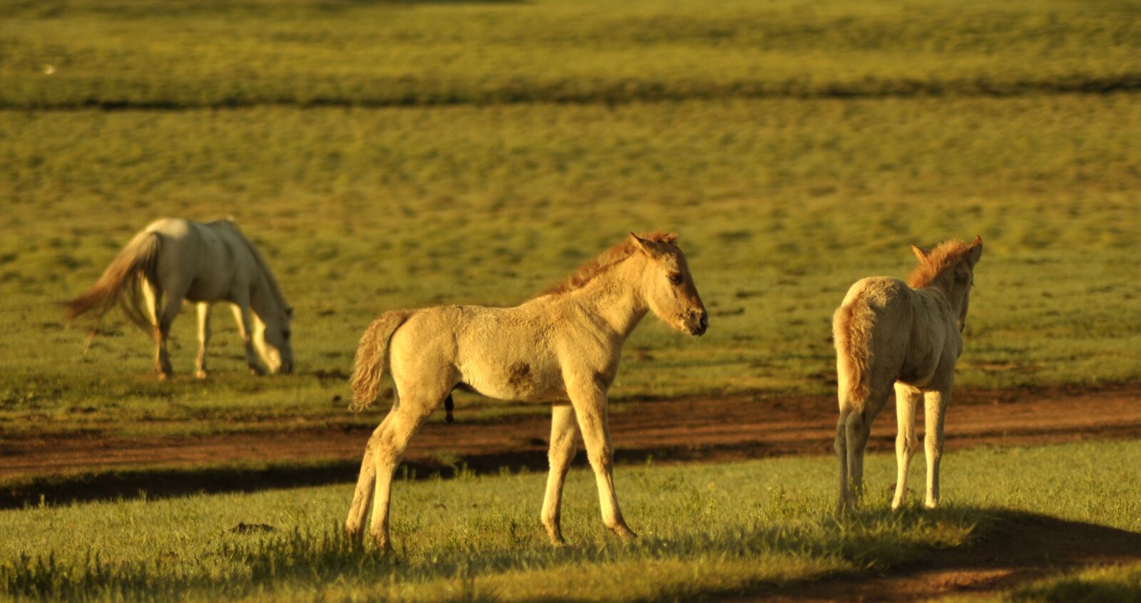 Nikon D90 sample photo. Foal, horse, animal photography