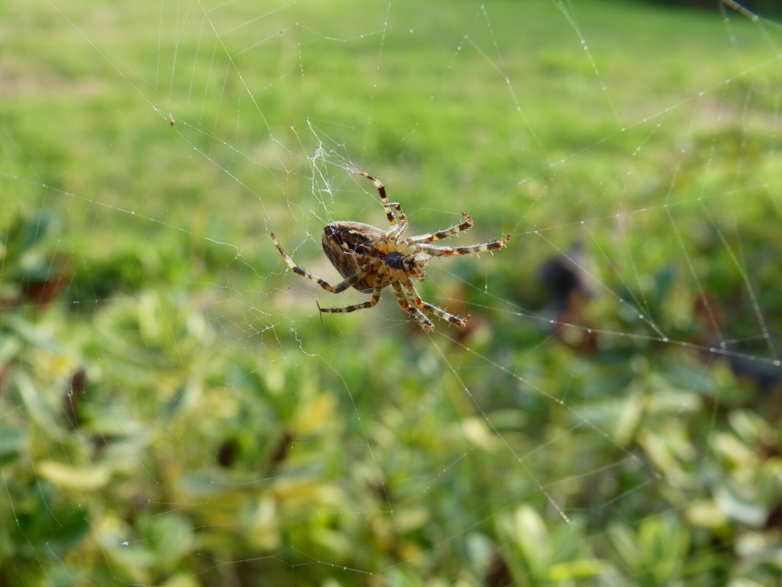 Panasonic Lumix DMC-FZ150 sample photo. Spider, garden, canvas photography