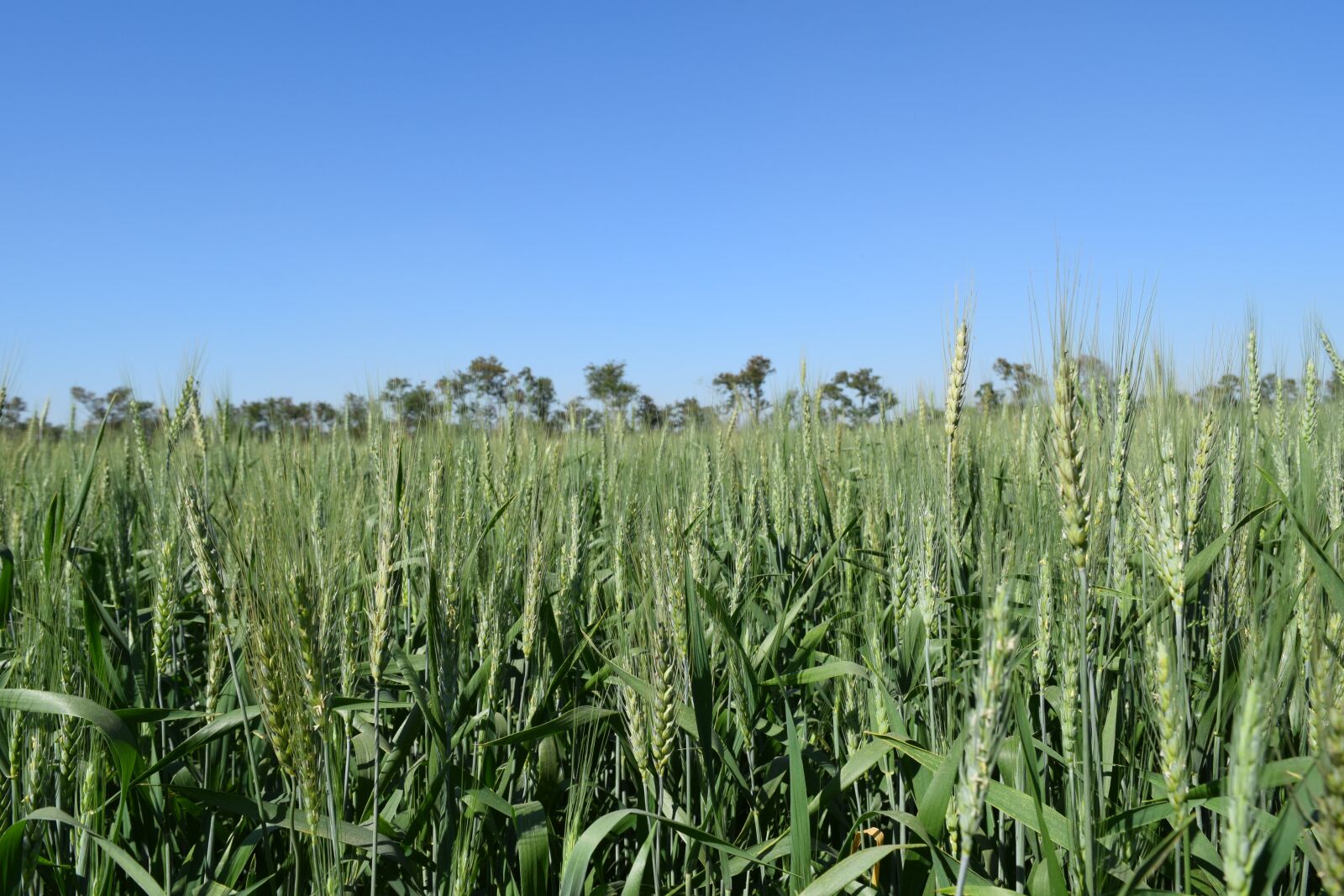 Nikon D3300 sample photo. Field, of, wheat photography