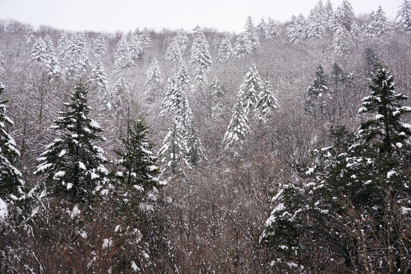 Sony FE 24-105mm F4 G OSS sample photo. Snow, winter, pine photography