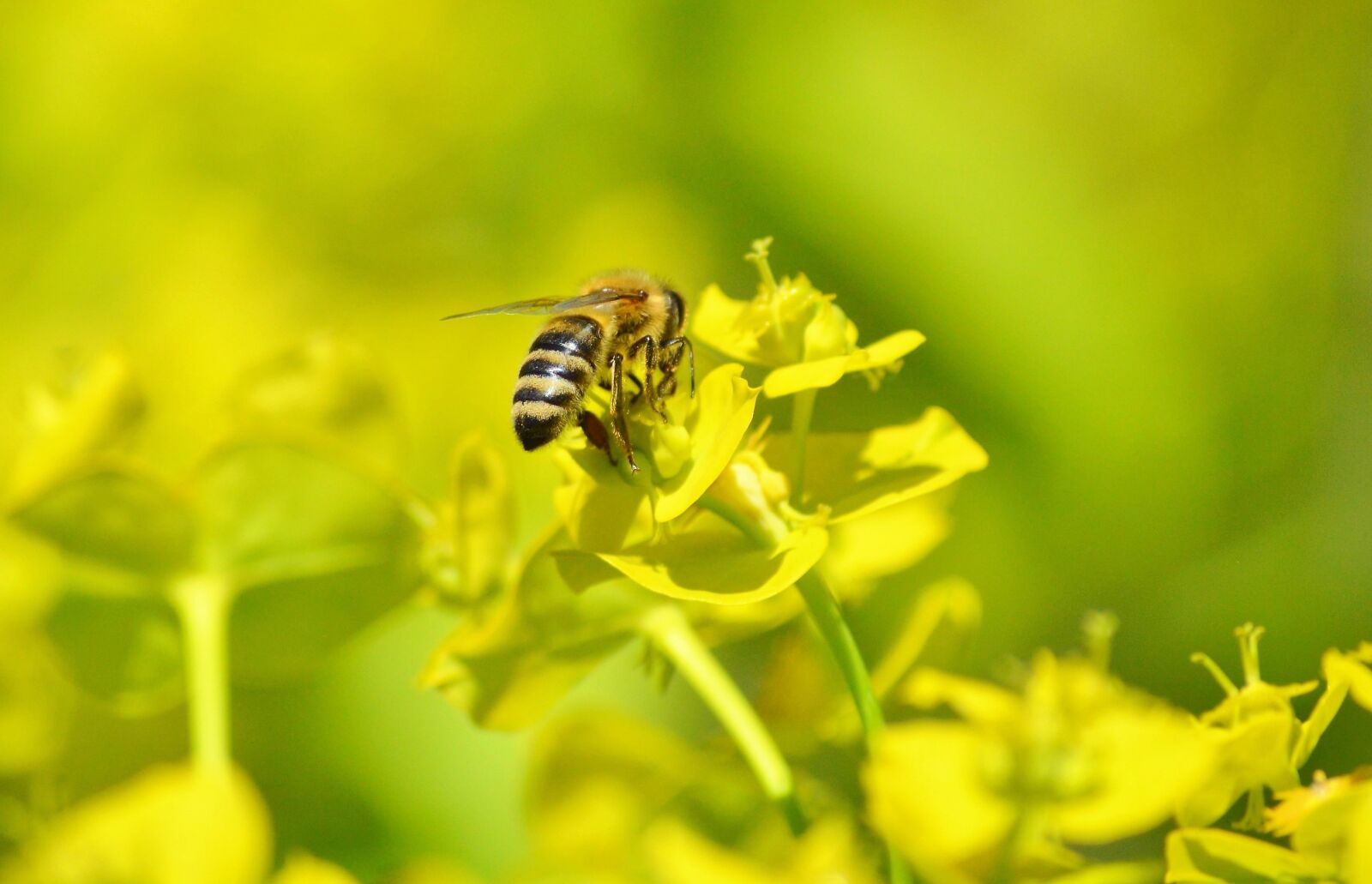 Nikon D3200 sample photo. Bee, insect, blossom photography