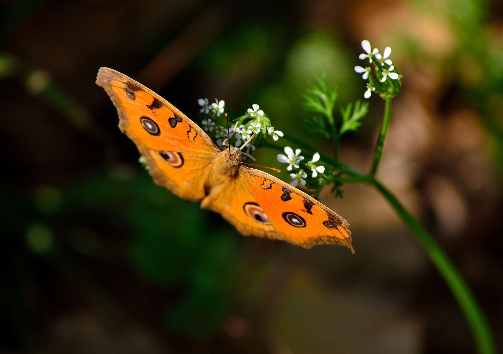 Nikon D3100 sample photo. Ornge colour butterfly, peacock photography