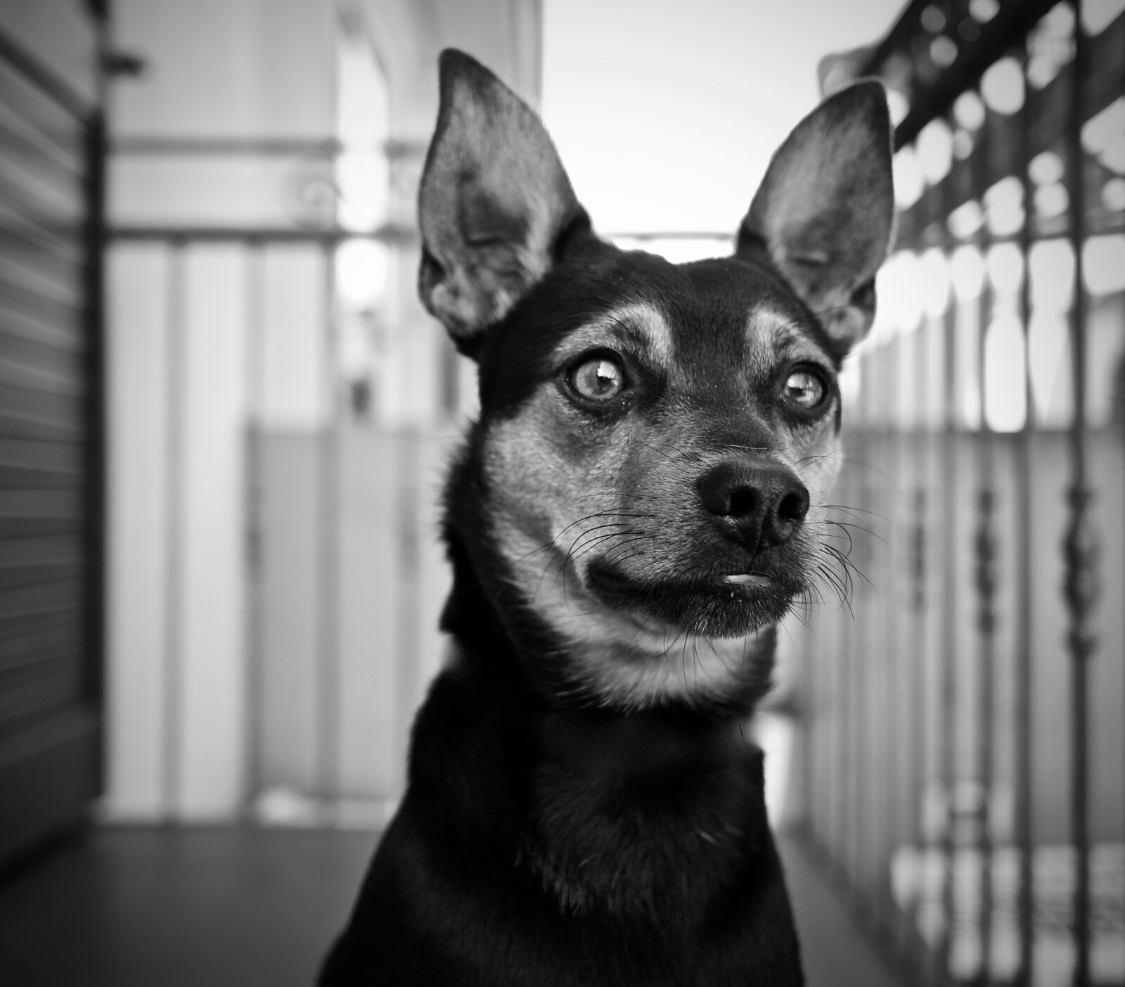 Canon EOS M sample photo. Dog, ears, animal photography