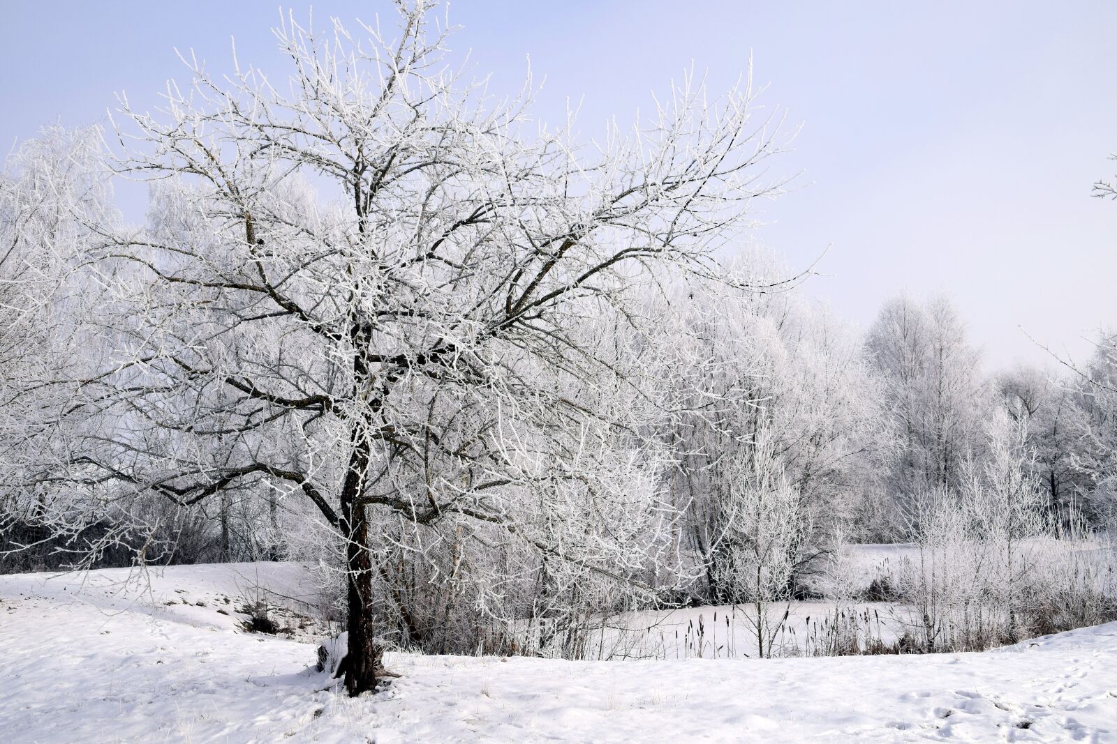 Nikon D3300 sample photo. Winter, snow, wintry photography