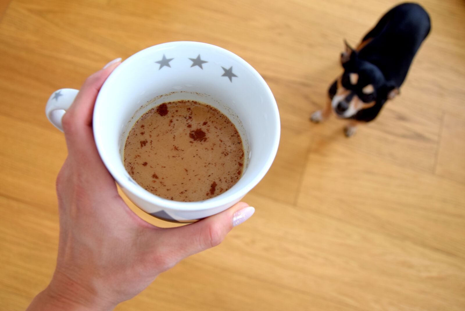 Nikon D3300 sample photo. Coffee, dog, caffeine photography