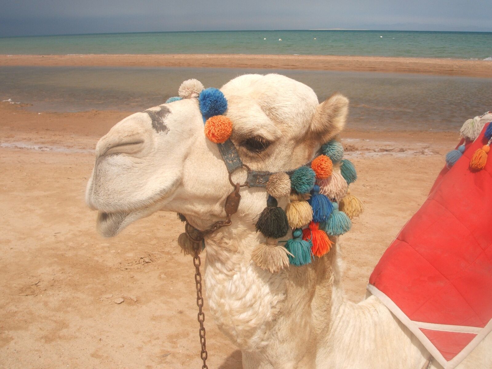 Fujifilm FinePix F455 sample photo. Camel, red sea, beach photography