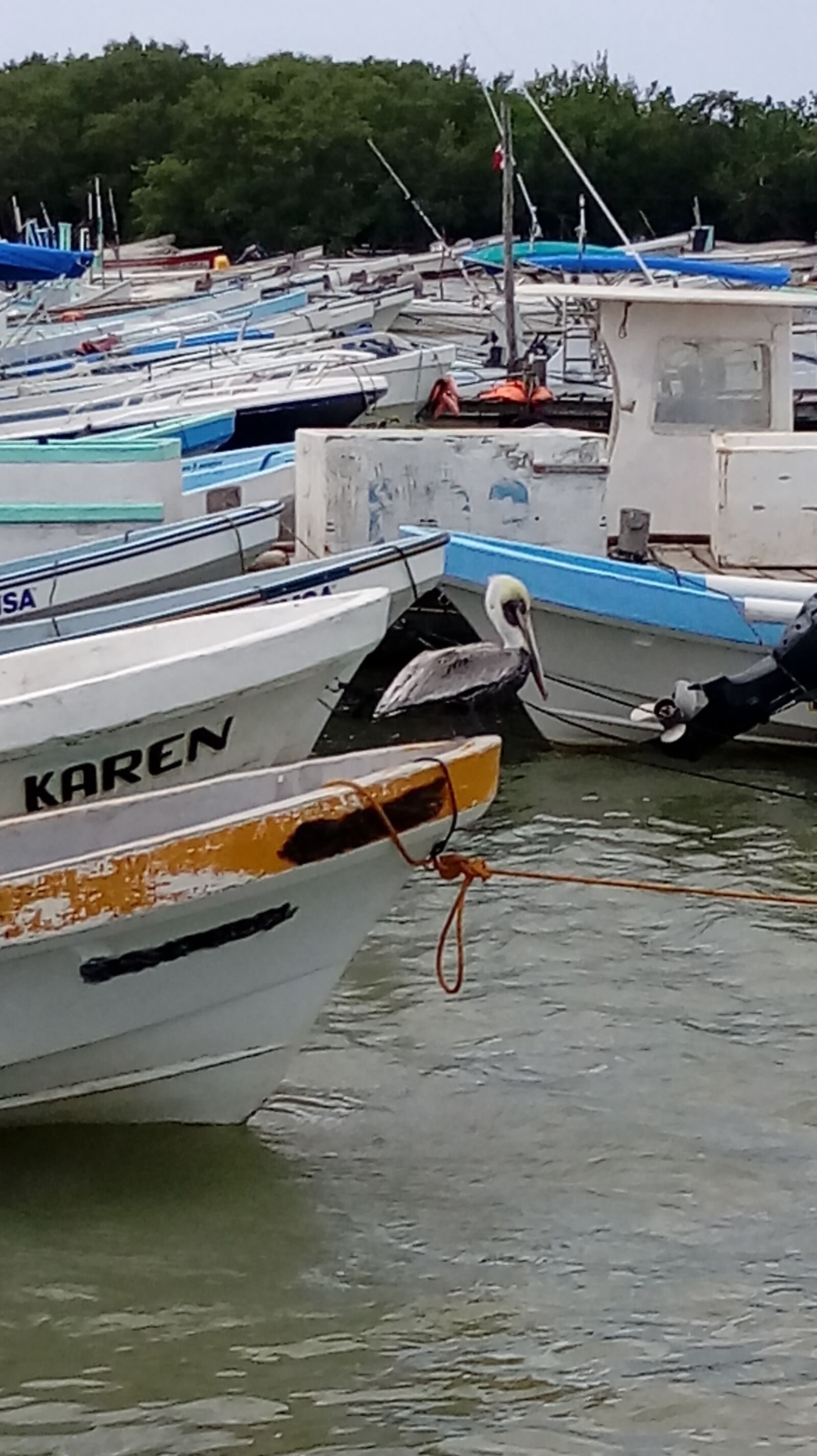 LG X POWER sample photo. Boat, pelican, sea photography