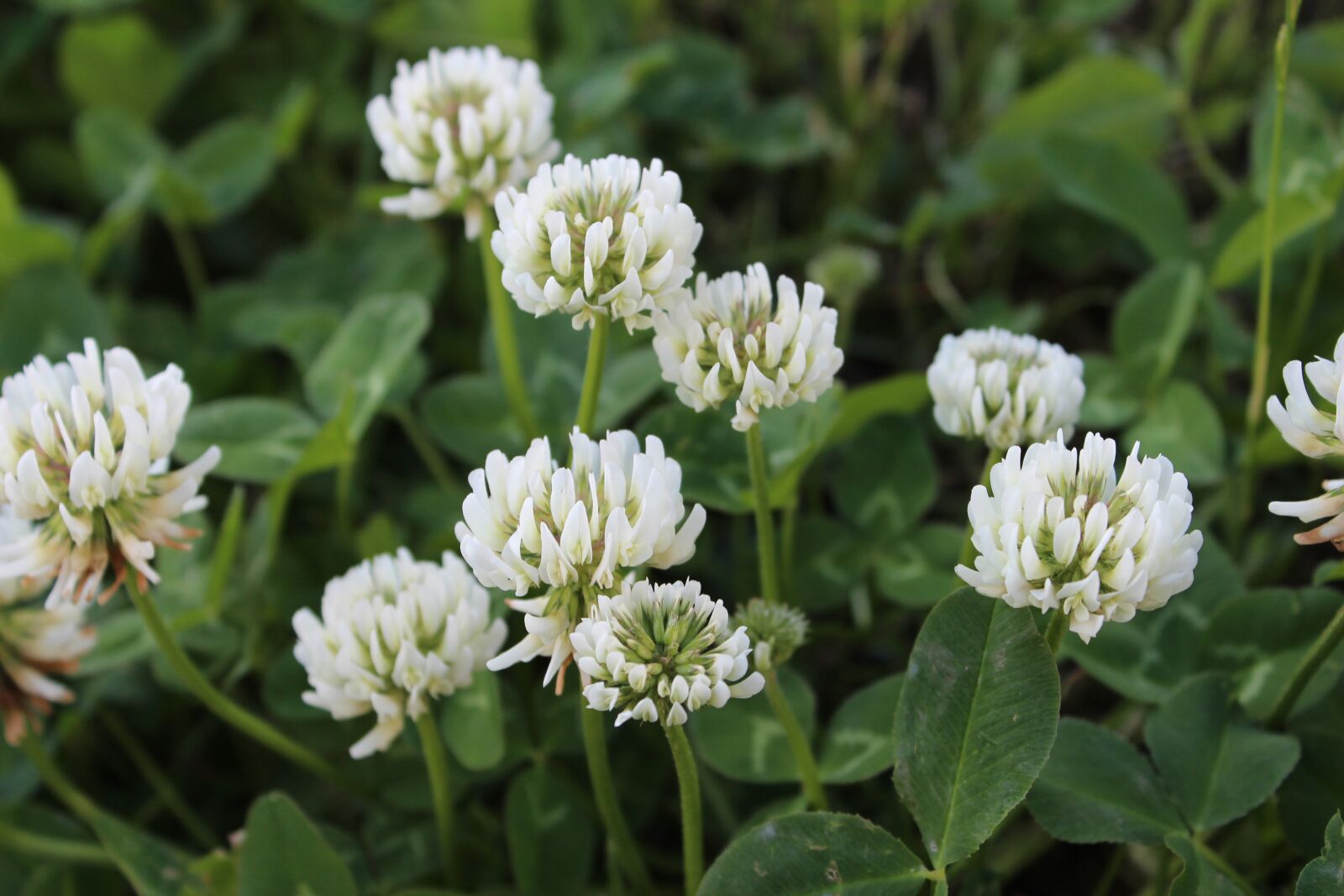 Canon EOS 650D (EOS Rebel T4i / EOS Kiss X6i) sample photo. Flower, nature, plant photography
