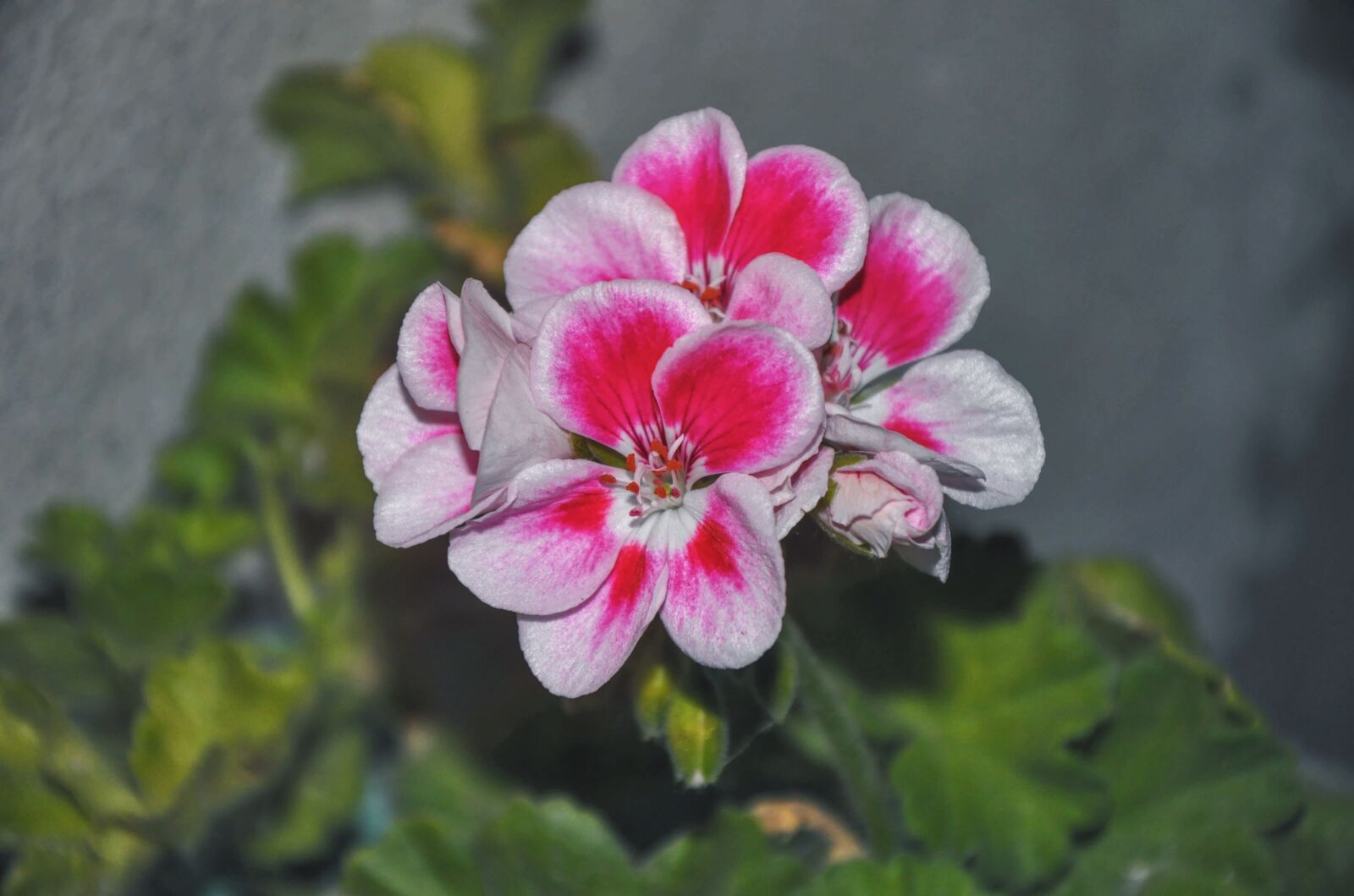 Nikon D90 sample photo. Geranium, houseplants, up photography