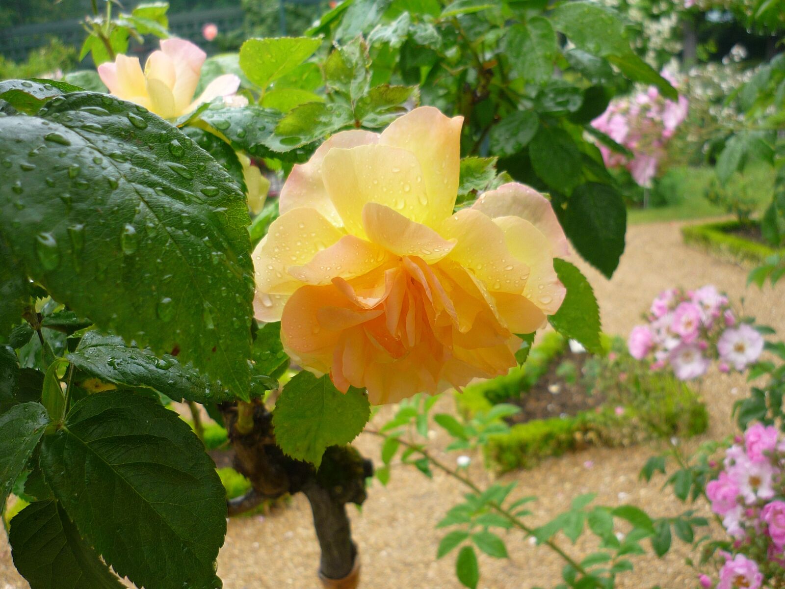 Panasonic Lumix DMC-FS3 sample photo. Flower, garden, yellow photography