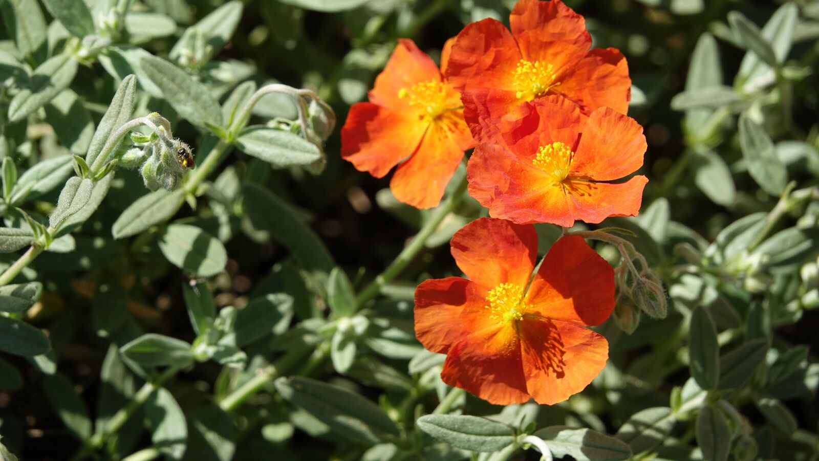Sony Cyber-shot DSC-RX10 III sample photo. Garden, nature, plant photography