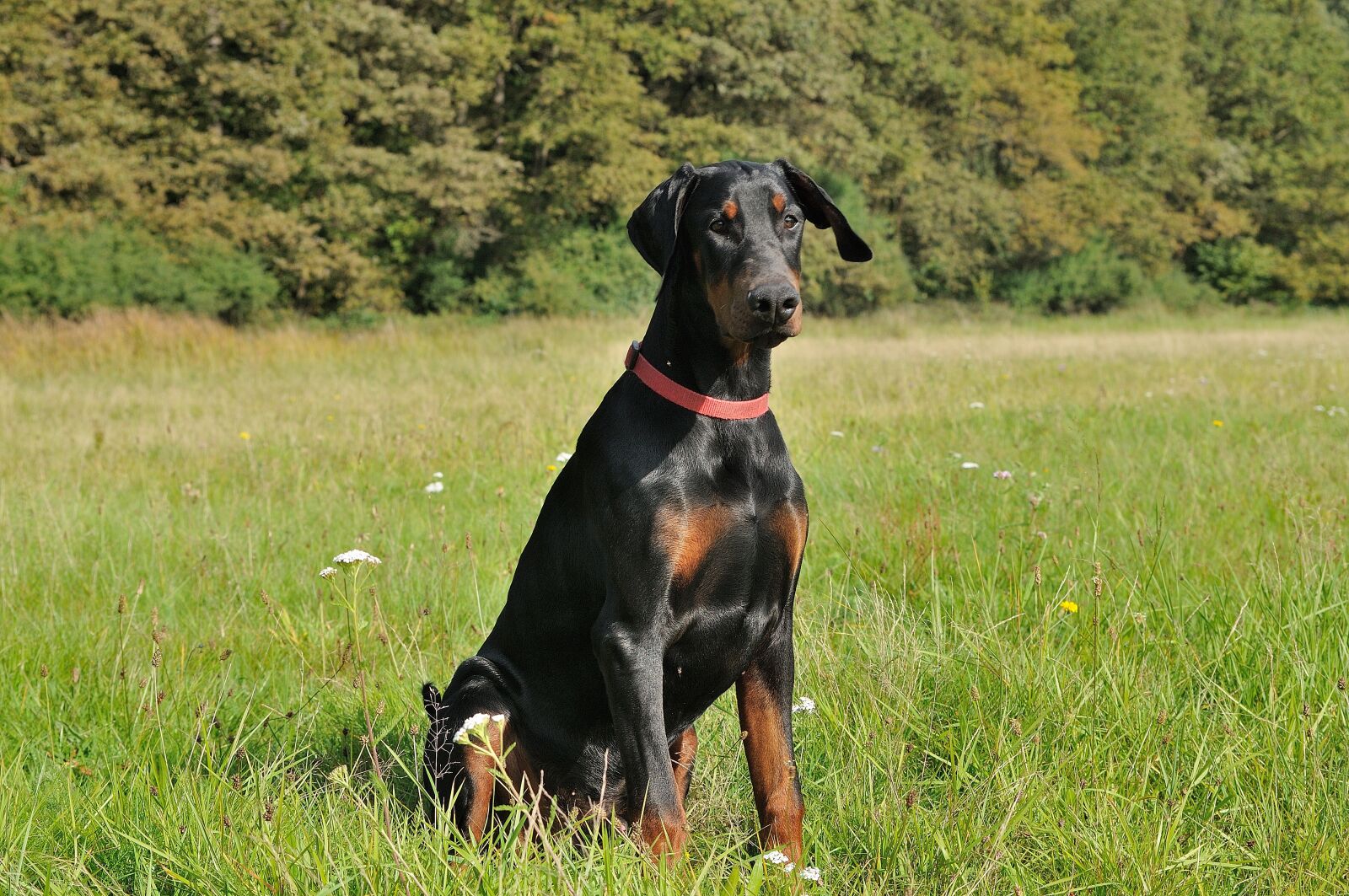 Nikon D300 sample photo. Mammal, grass, dog photography
