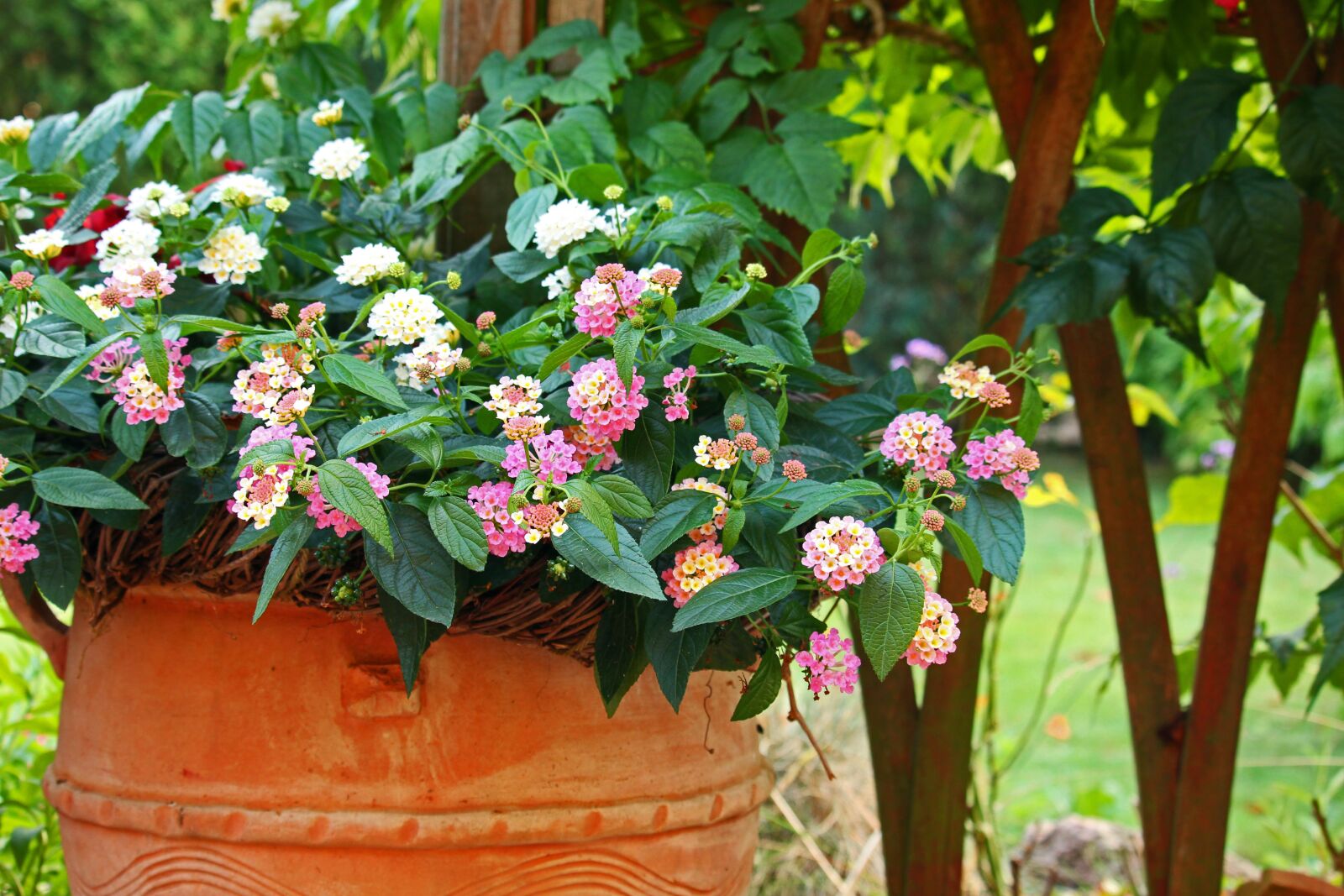 Canon EF-S 55-250mm F4-5.6 IS STM sample photo. Lantana, balcony plant, summer photography