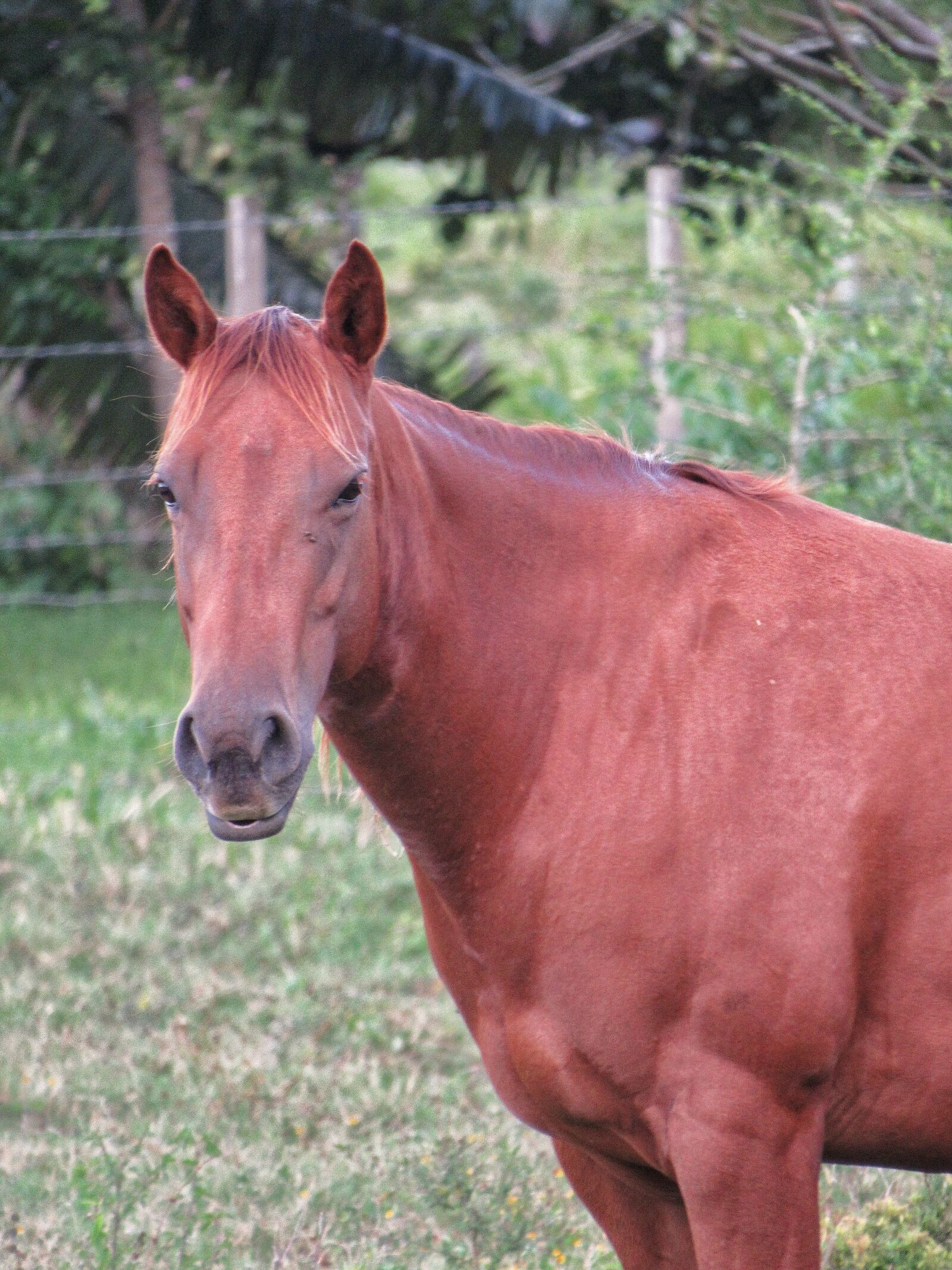 Canon PowerShot SX530 HS sample photo. Horse, animal, mammal photography