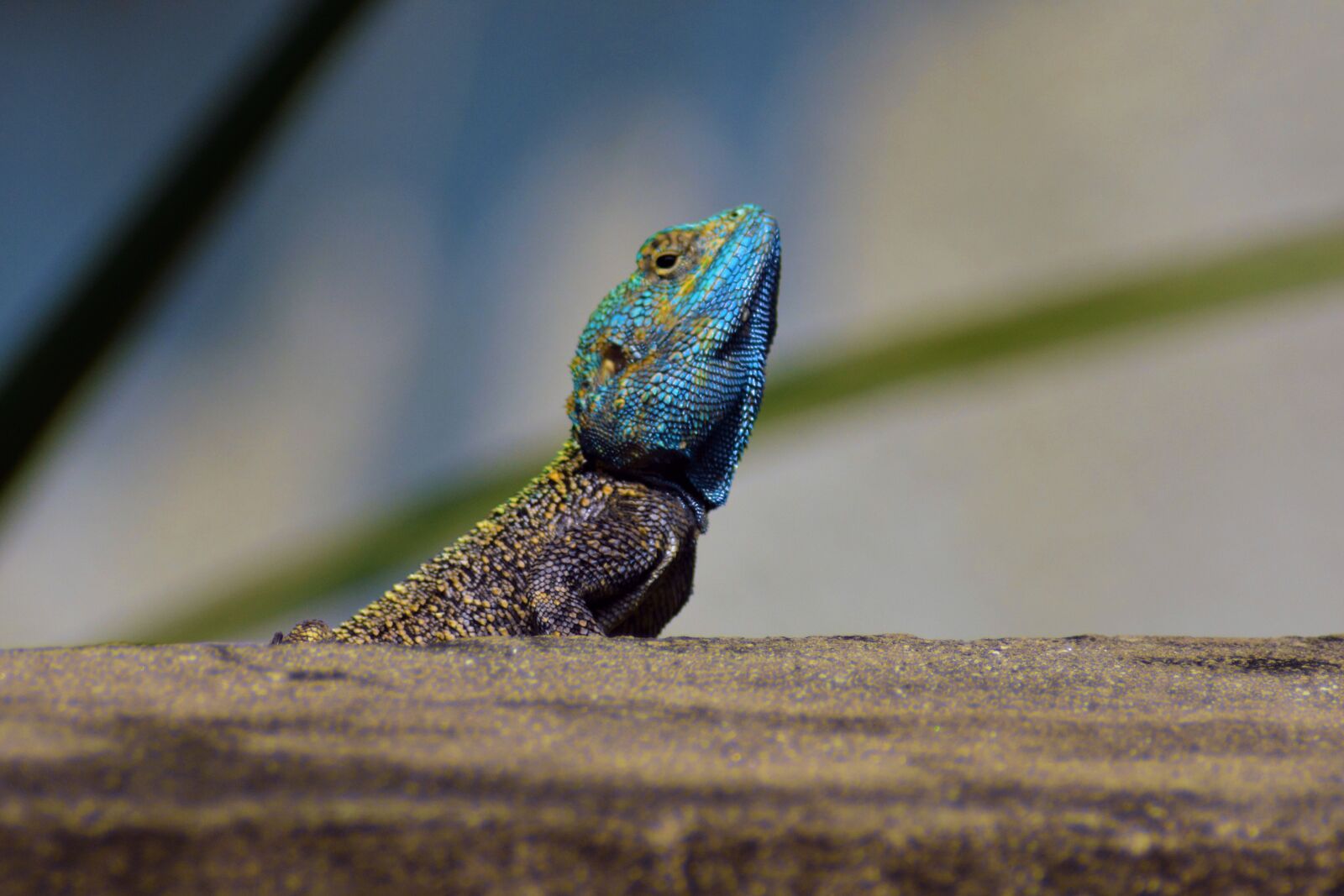 Nikon D7100 sample photo. Agama, lizard, reptile photography