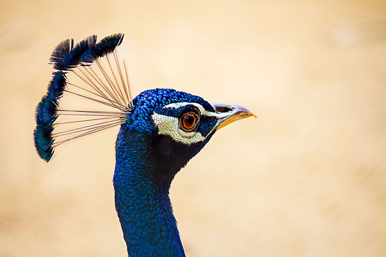 Canon EOS 700D (EOS Rebel T5i / EOS Kiss X7i) sample photo. Peafowl, peacock, bird photography