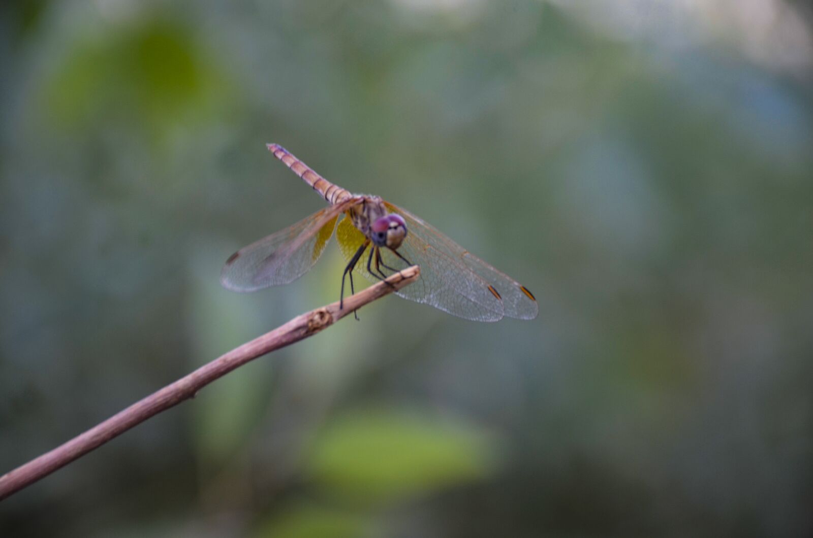 Nikon D7000 sample photo. Dragonfly, red dragonfly, insect photography