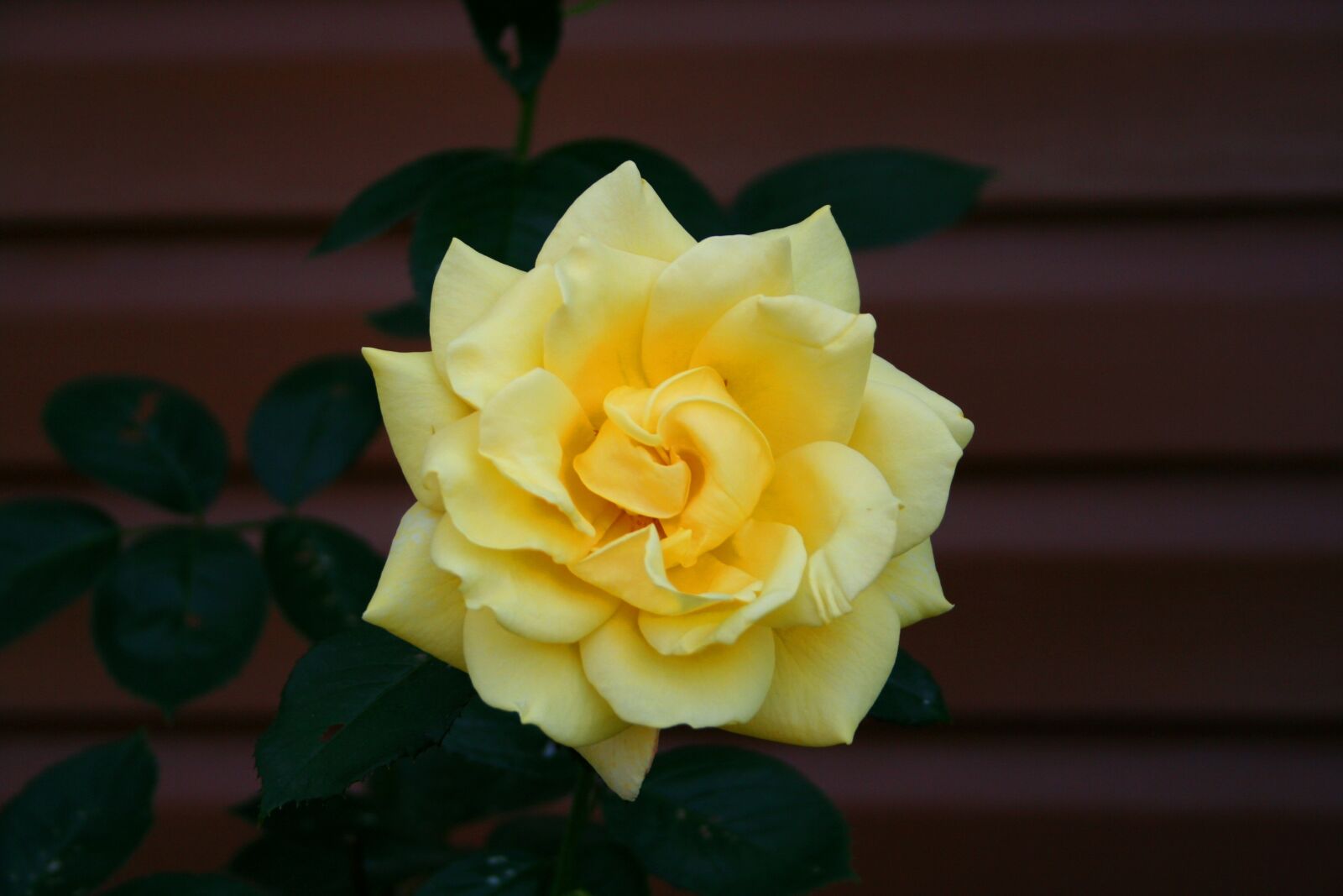 Canon EOS 350D (EOS Digital Rebel XT / EOS Kiss Digital N) sample photo. Rose, flowers, tender rose photography