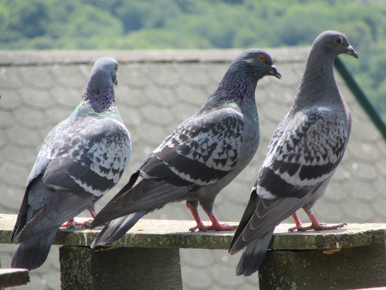 Canon PowerShot SX610 HS sample photo. Pigeons, roof, bird photography