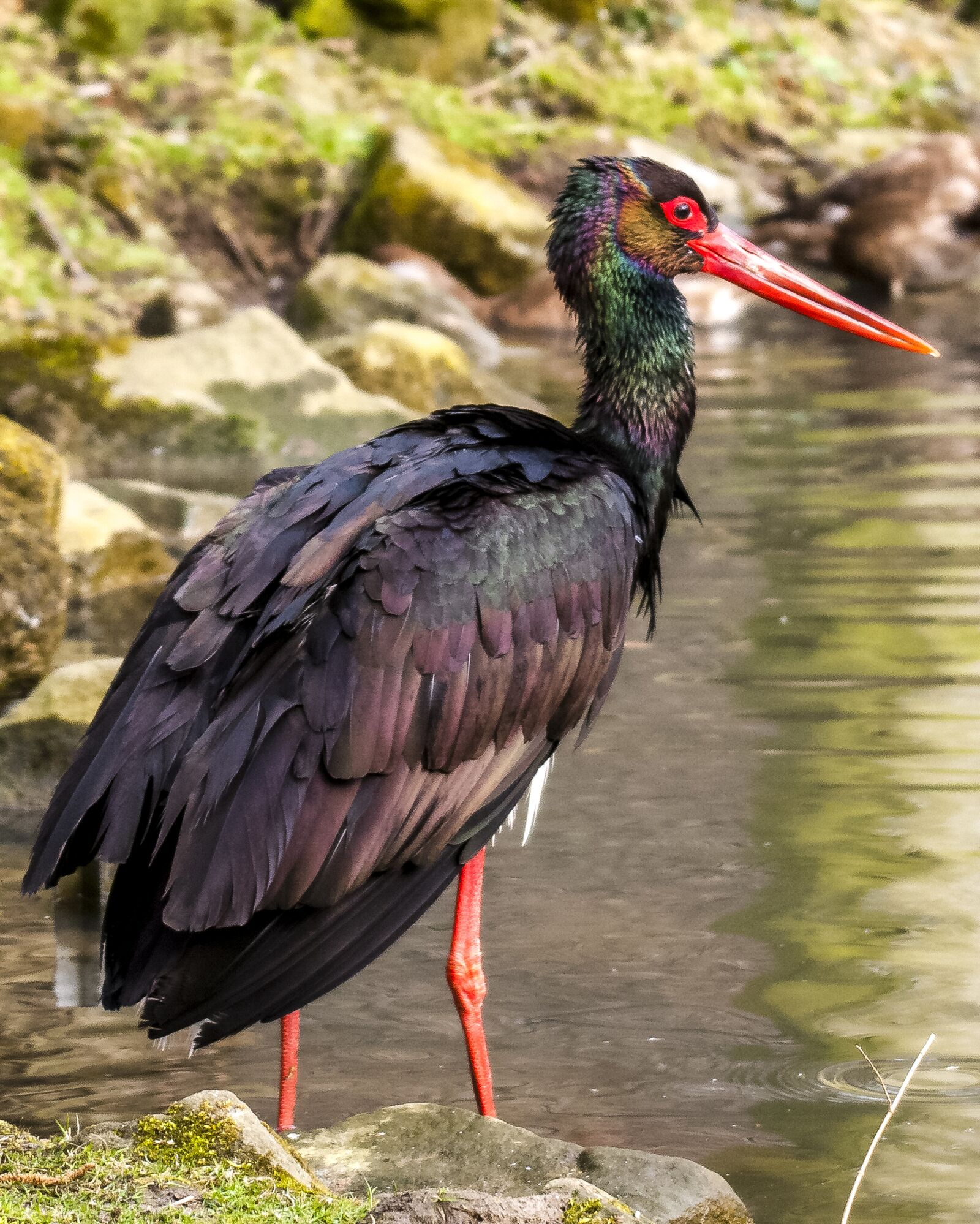 Olympus E-3 sample photo. Stork, black stork, bird photography