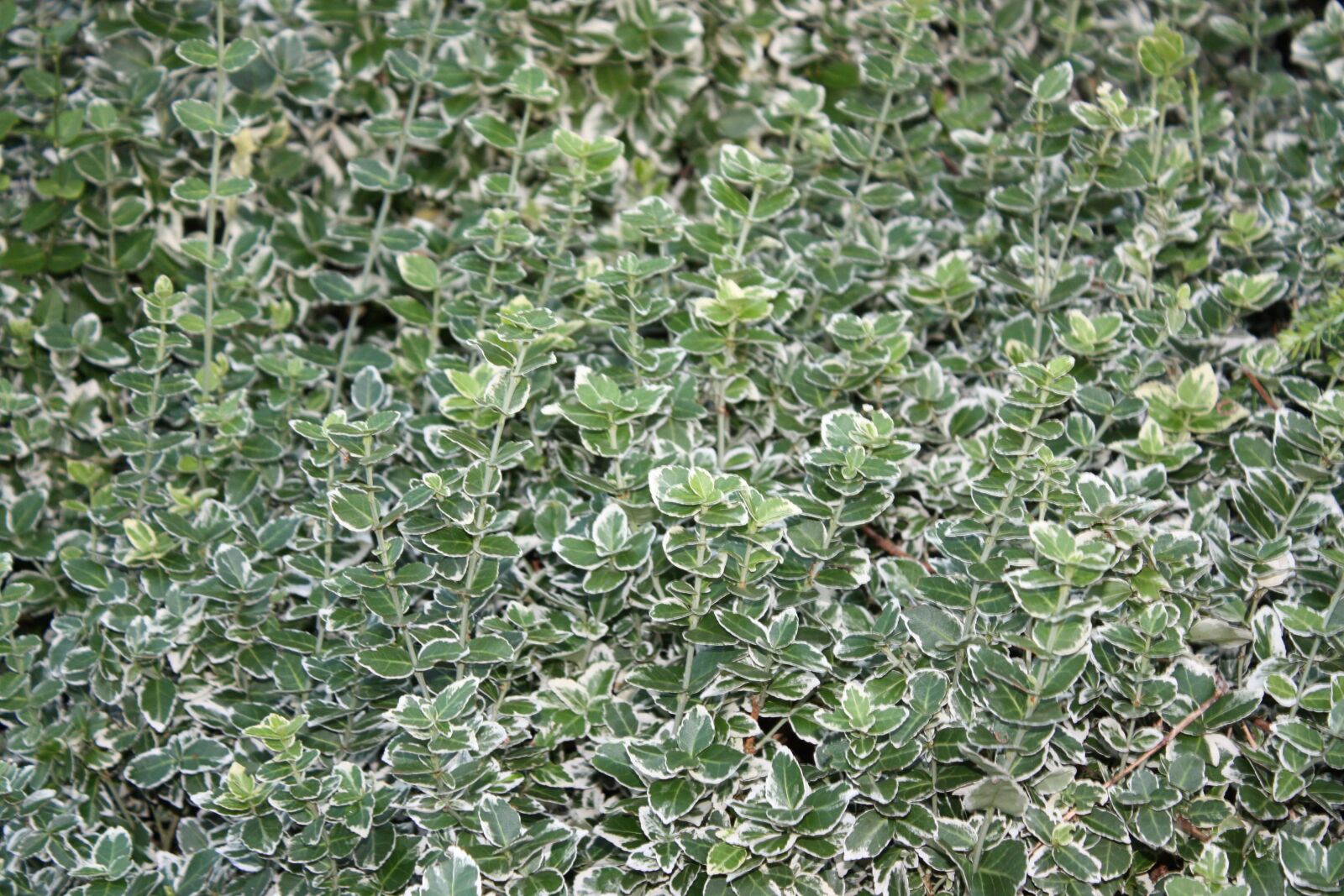 Canon EOS 450D (EOS Rebel XSi / EOS Kiss X2) sample photo. Green, garden, weeds photography