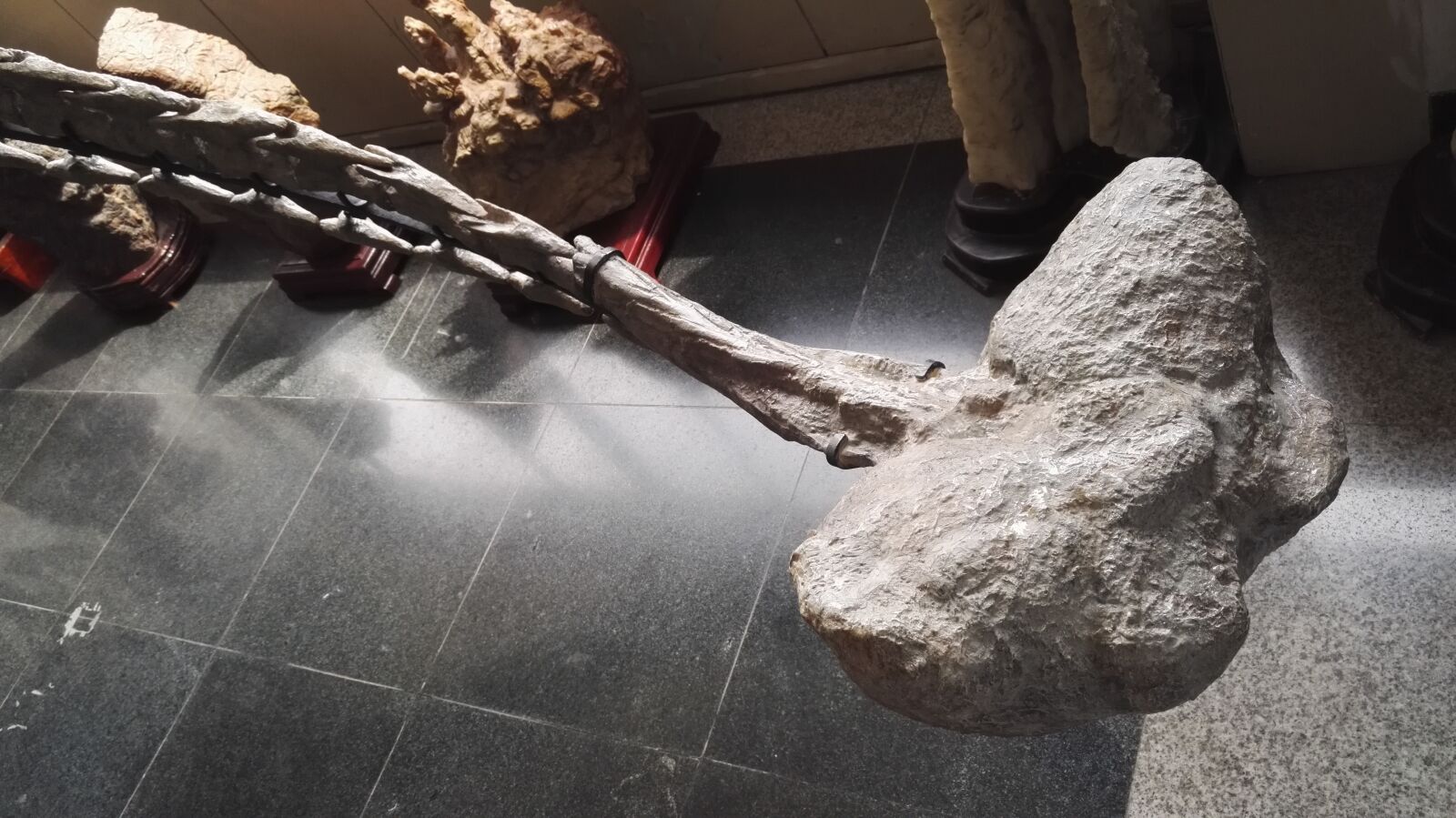 HUAWEI Honor 7 sample photo. Dinosaur, fossil, weapons photography
