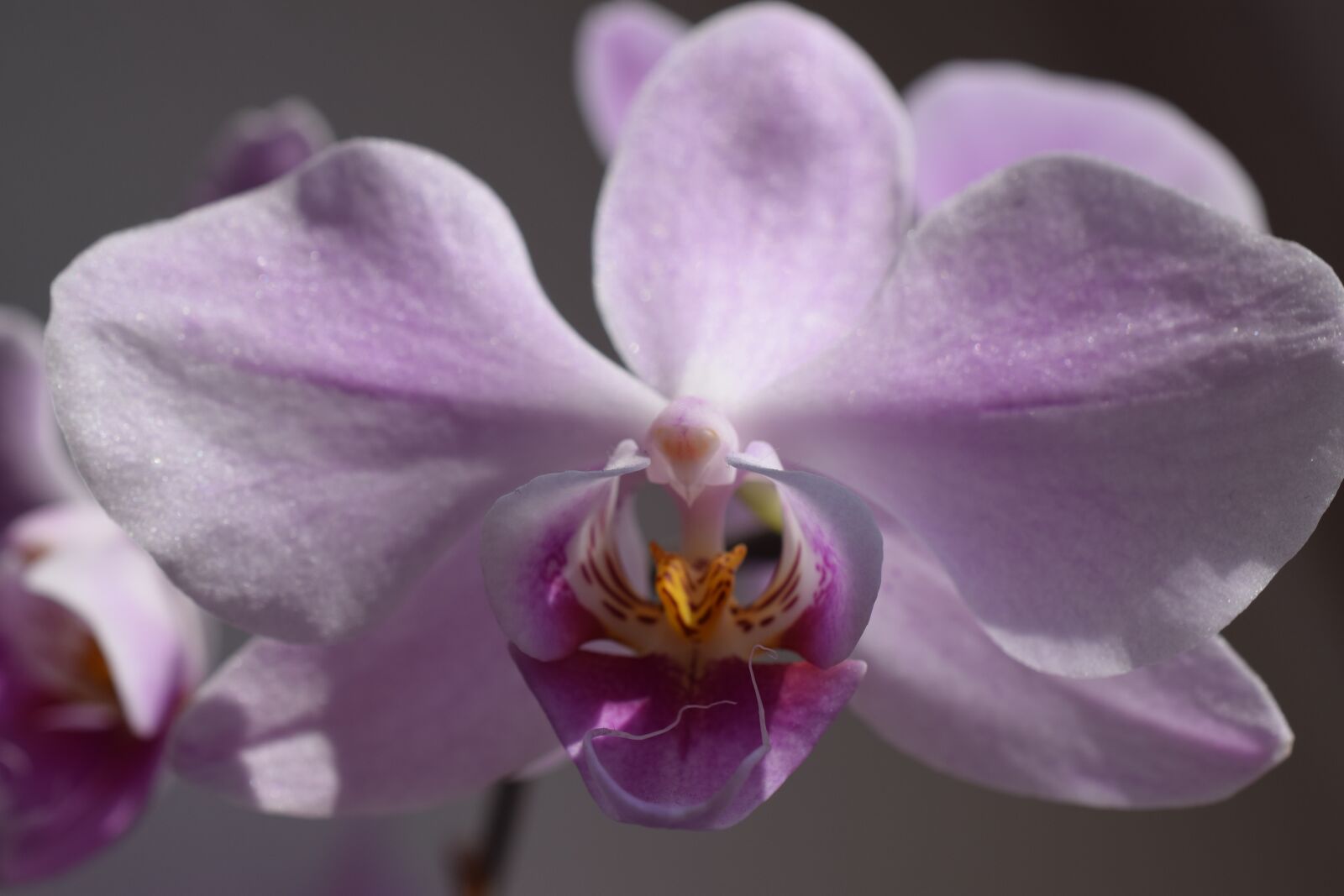 Nikon D3300 sample photo. Flower, plant, nature photography