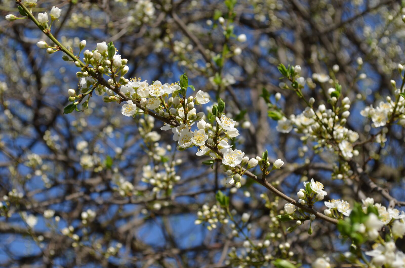 Nikon D5100 sample photo. Tree, branch, white photography