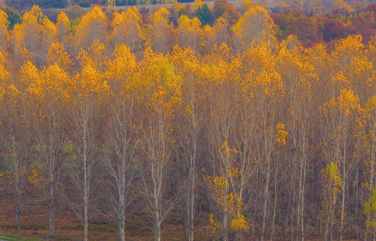 Nikon D7200 sample photo. Trees, autumn, forest photography