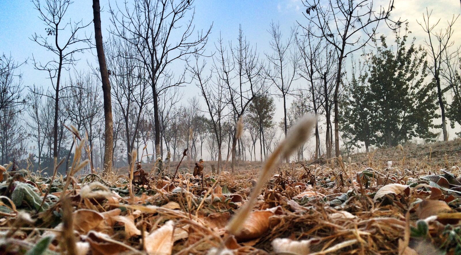 iPhone 5s back camera 4.15mm f/2.2 sample photo. Beijing, winter photography