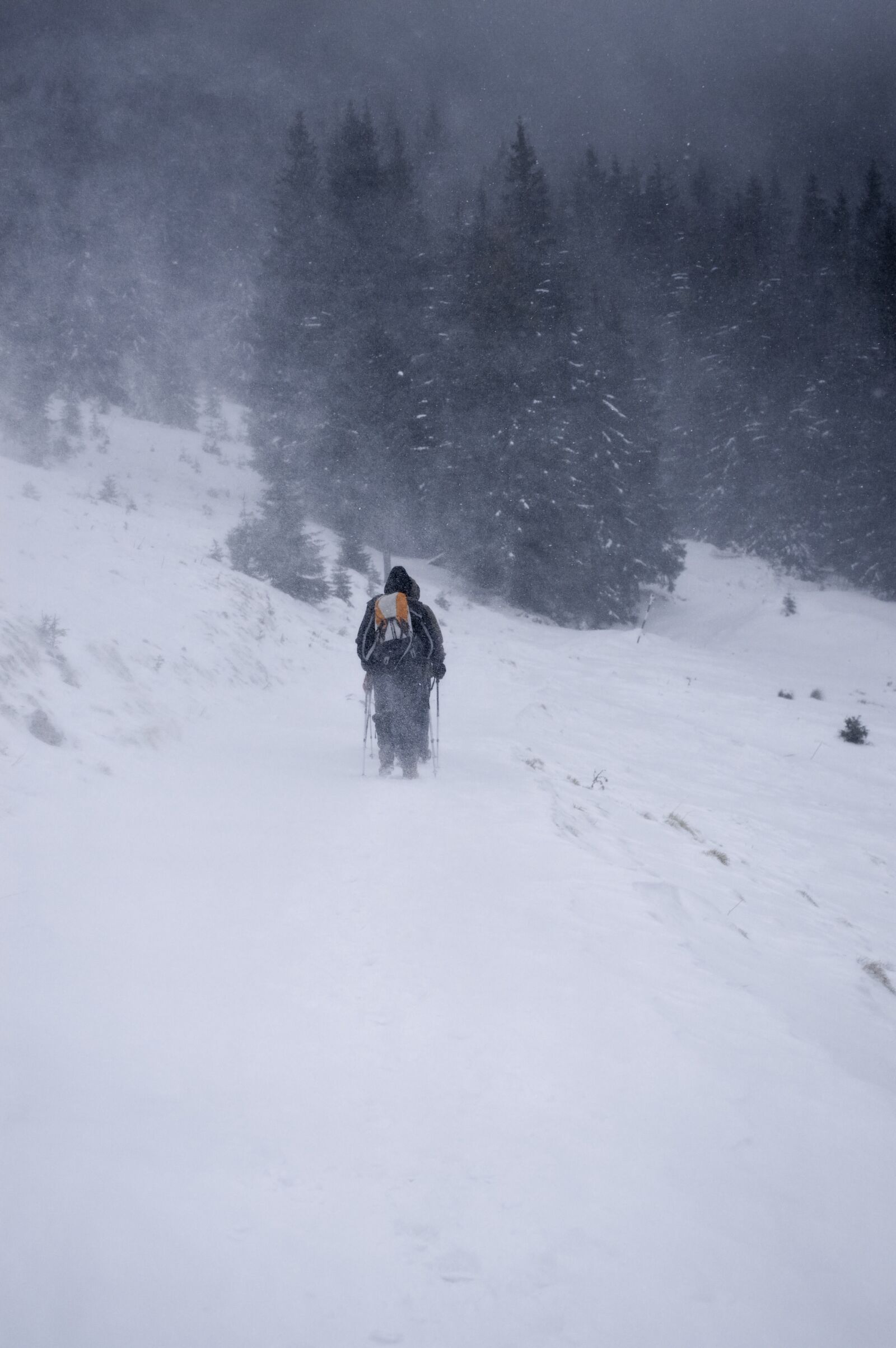 Nikon D3200 sample photo. Cold, december, forest photography