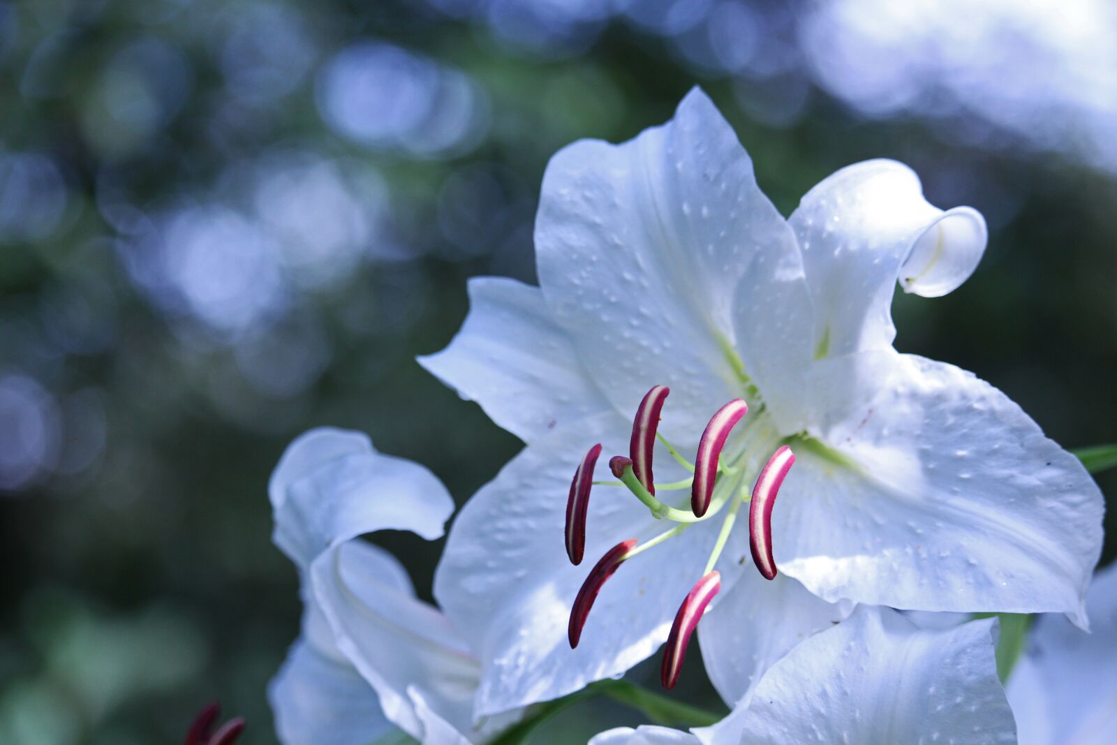 Canon EF-S 55-250mm F4-5.6 IS STM sample photo. Lily, white lily, nature photography