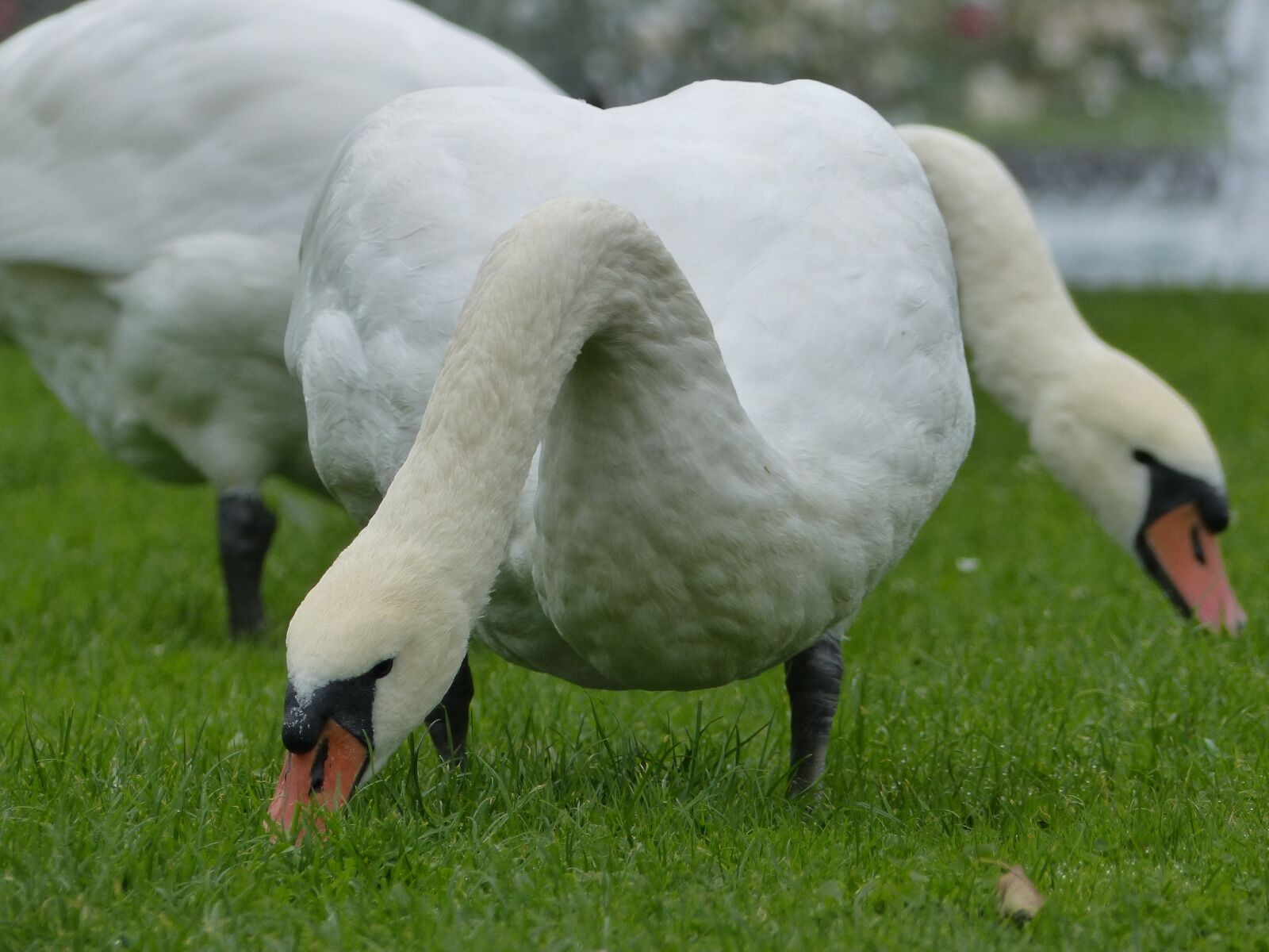 Panasonic Lumix DMC-FZ200 sample photo. Swan, weis, water bird photography