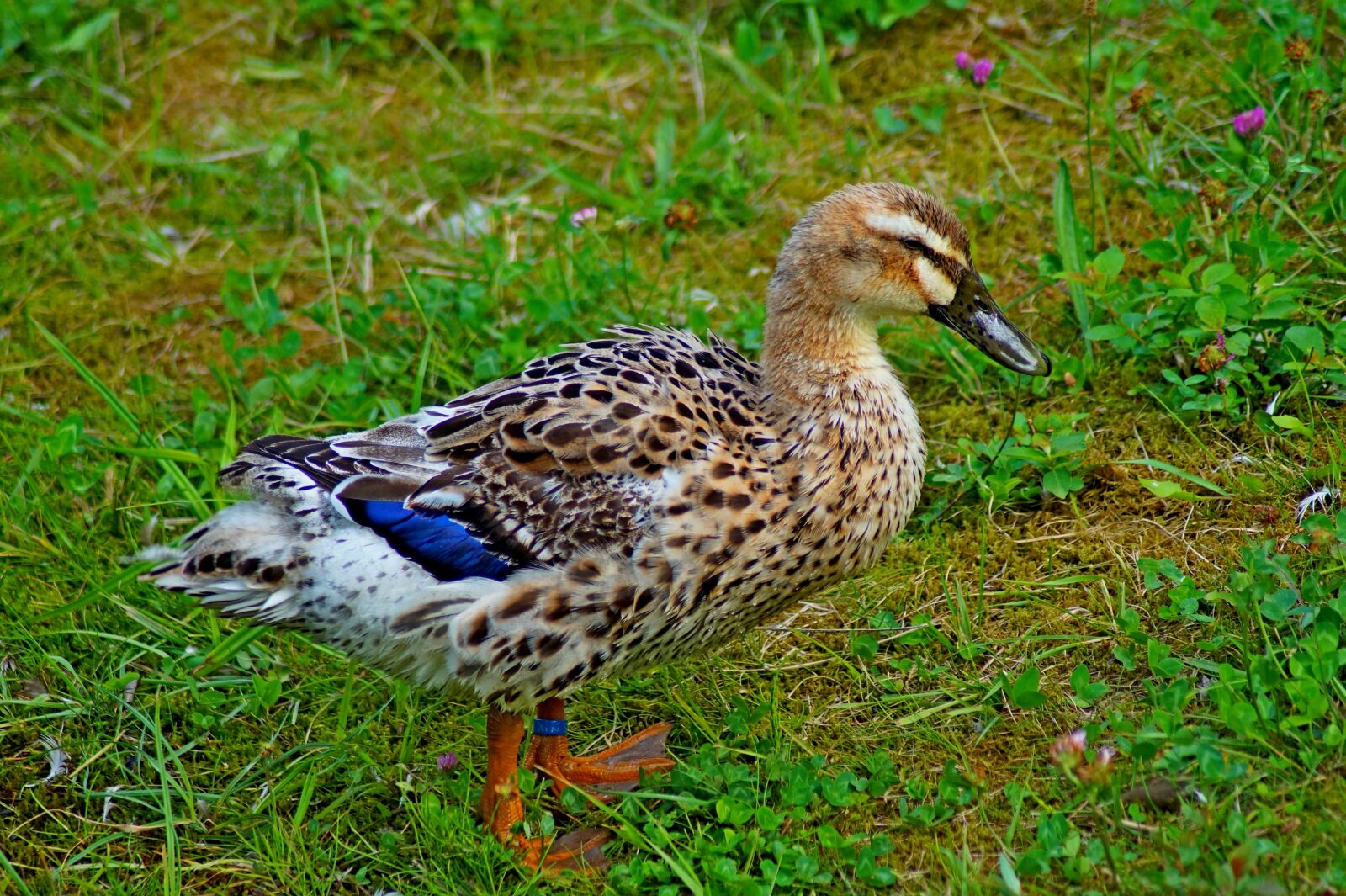 Sony SLT-A58 sample photo. Duck, mallard, bird photography