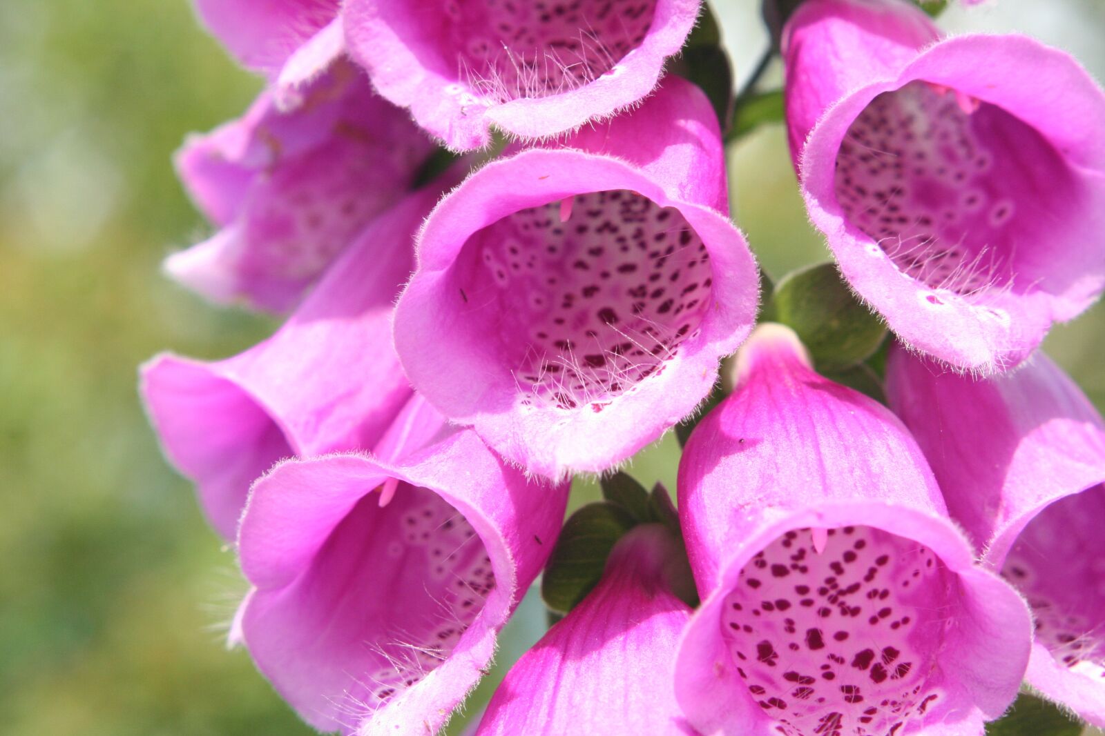 Canon EOS 350D (EOS Digital Rebel XT / EOS Kiss Digital N) sample photo. Foxglove, digitalis, flower photography