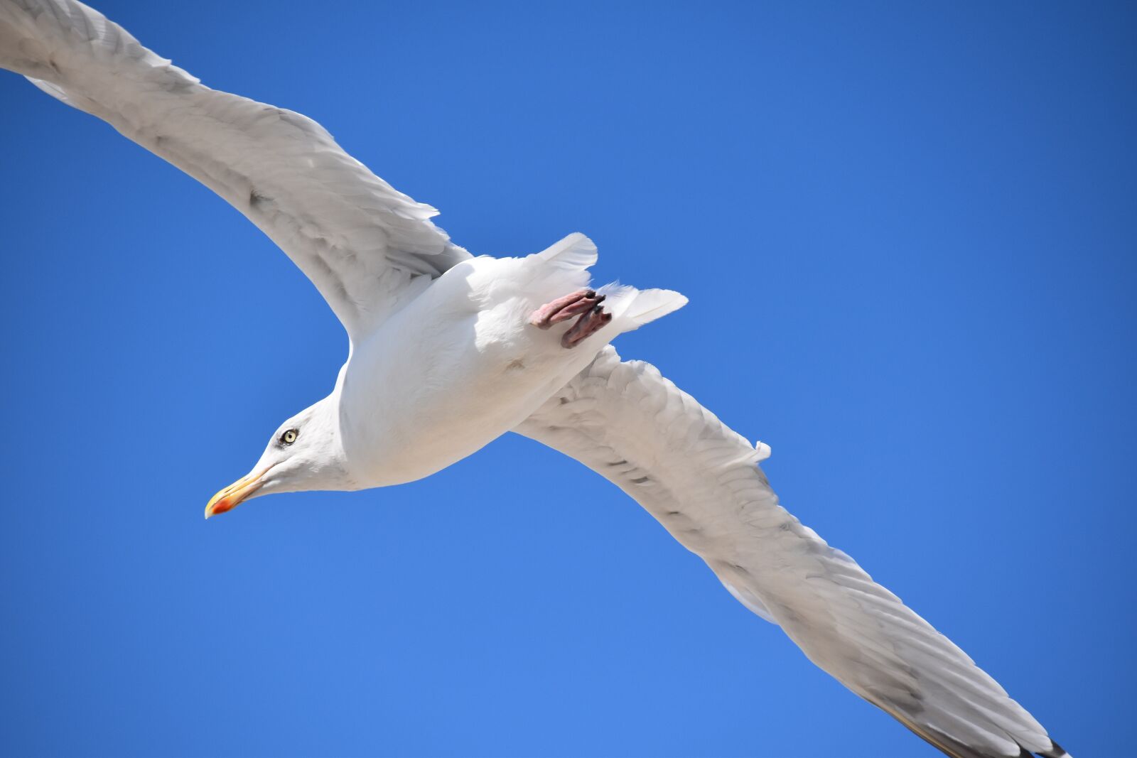 Nikon D5600 sample photo. Gull, a species of photography