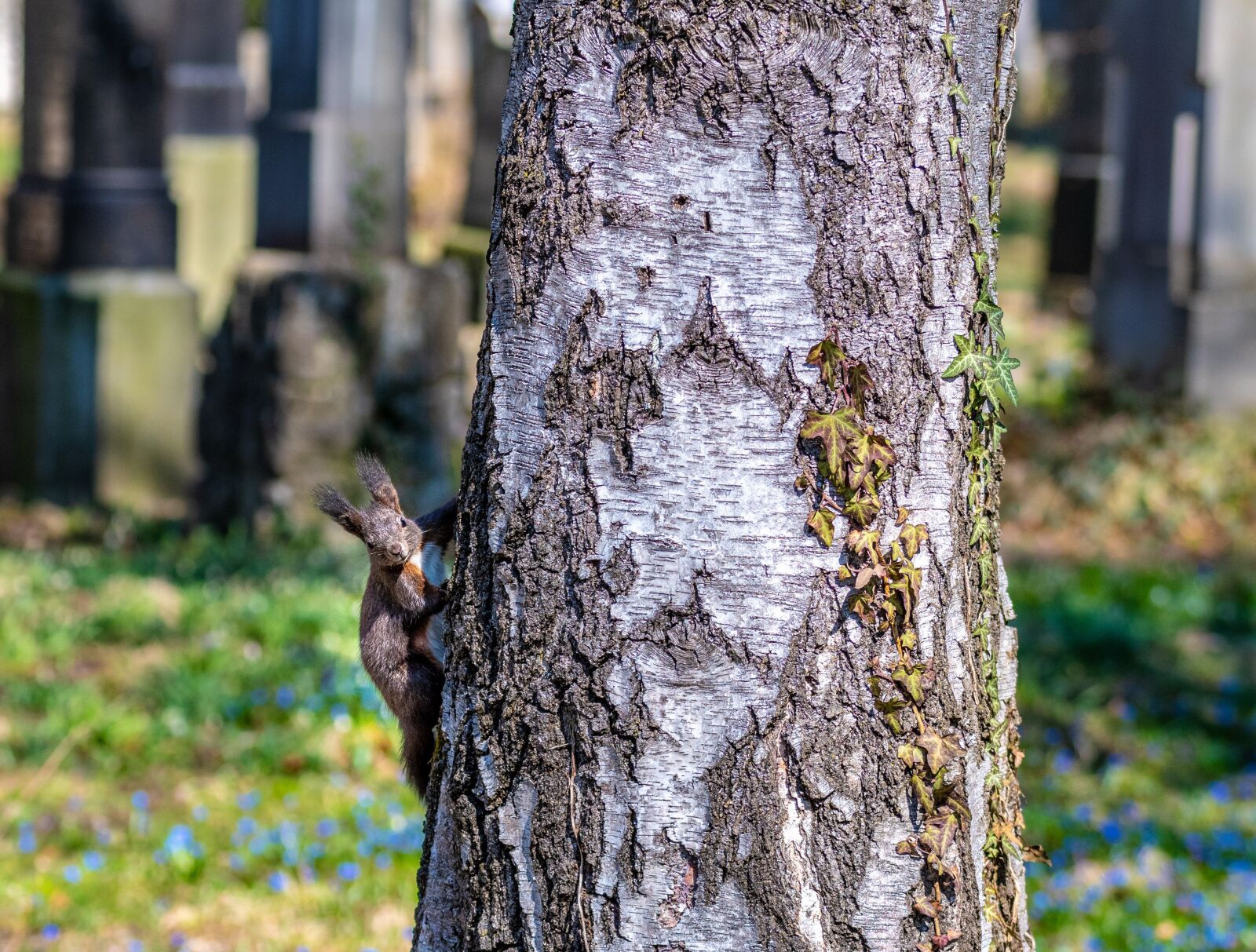 Nikon D7500 sample photo. Squirrel, tree, animal photography