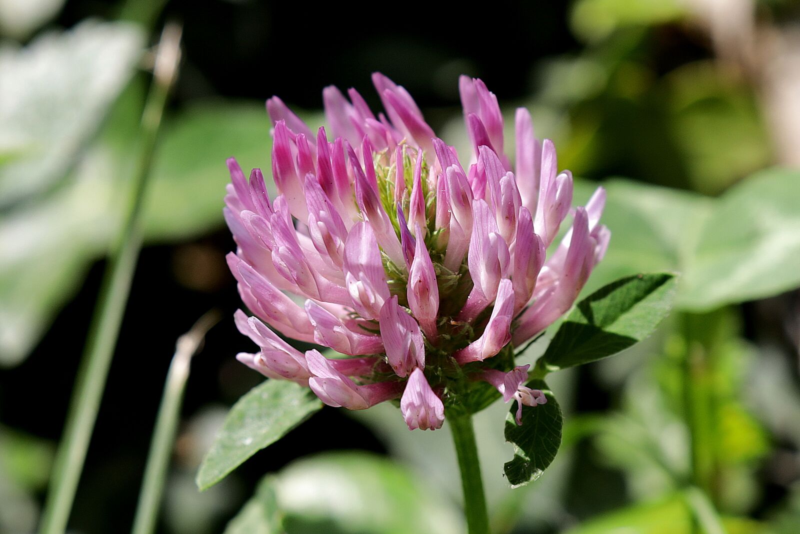 Canon EOS R sample photo. Red clover, blossom, bloom photography