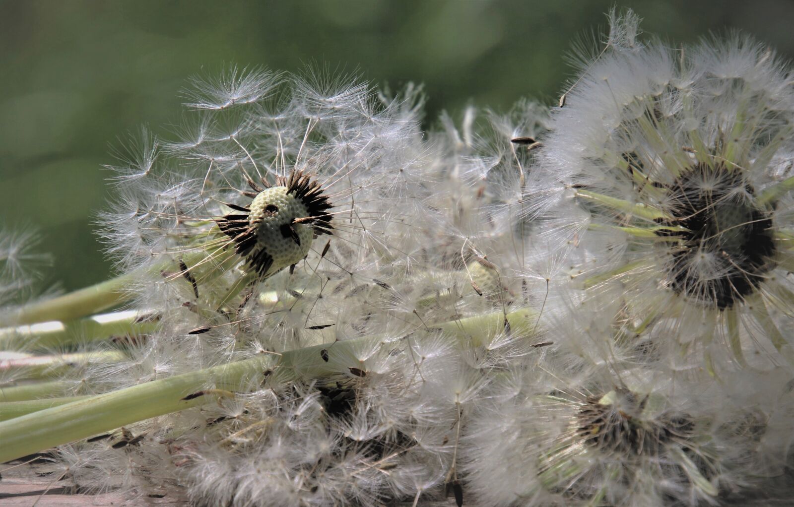 Canon EOS 80D sample photo. Wind, nuns, fluff photography
