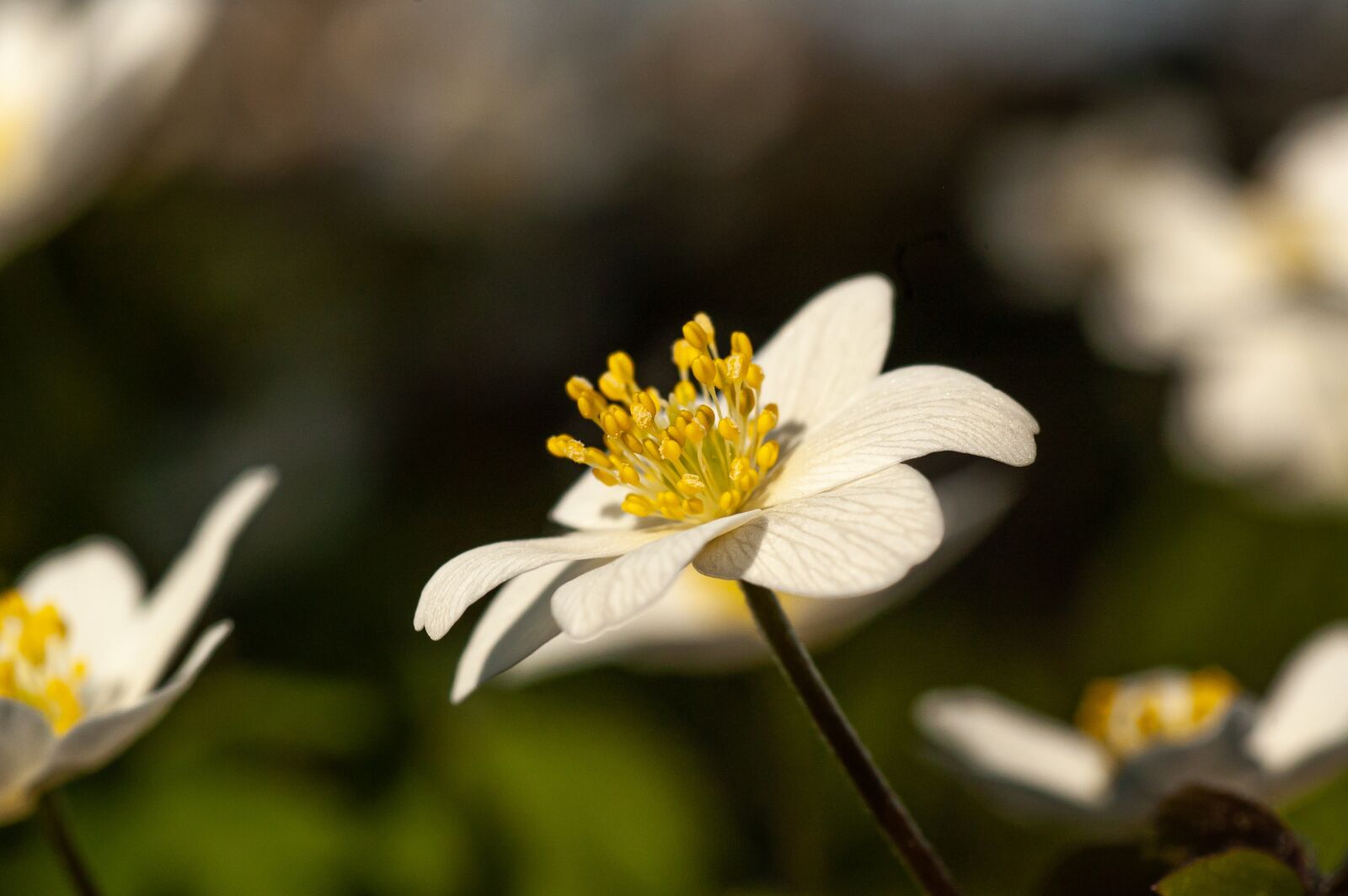 Nikon D50 sample photo. Wood anemone, forest floor photography