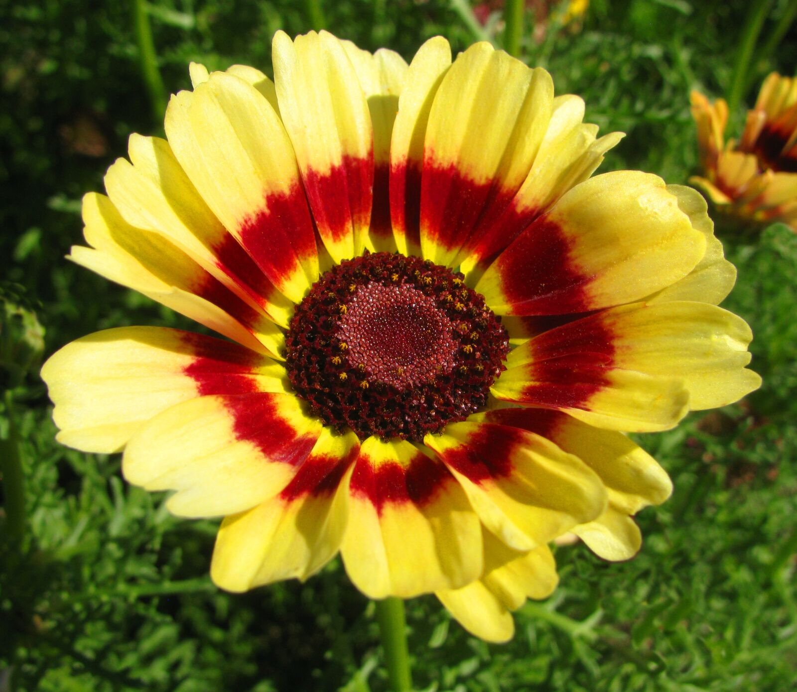 Canon PowerShot SX110 IS sample photo. Flower, yellow, summer photography