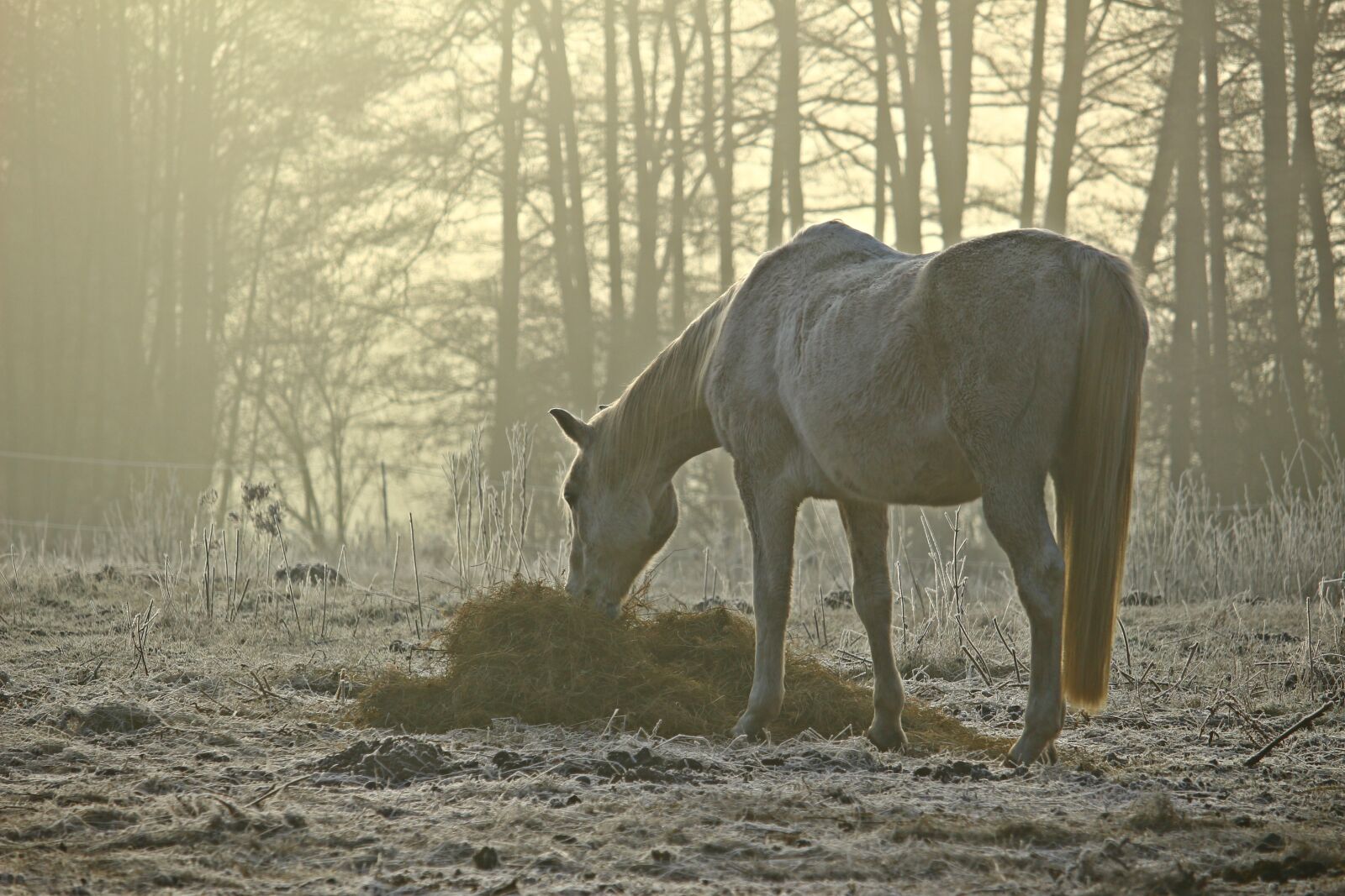 Canon EOS 100D (EOS Rebel SL1 / EOS Kiss X7) sample photo. Mold, fog, horse photography
