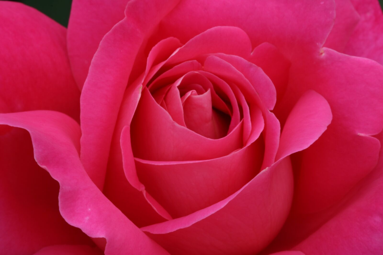 Canon EOS 750D (EOS Rebel T6i / EOS Kiss X8i) sample photo. Rose, rose festival, park photography