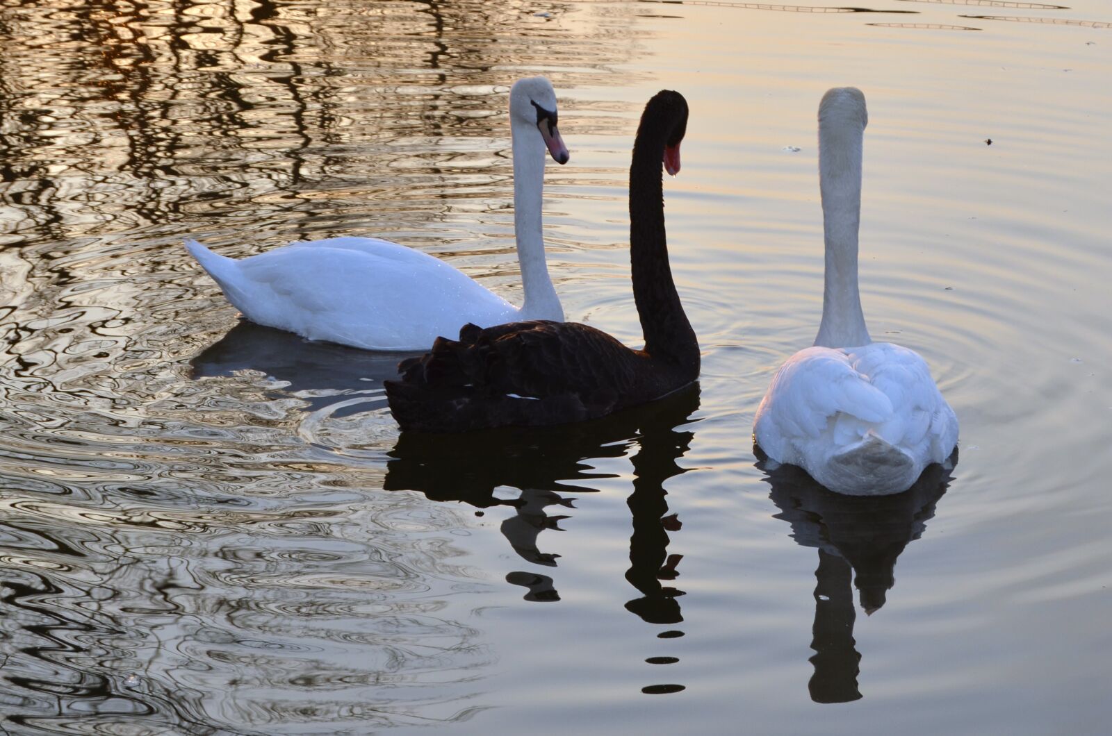Nikon D5100 sample photo. Swans, nature, fidelity photography