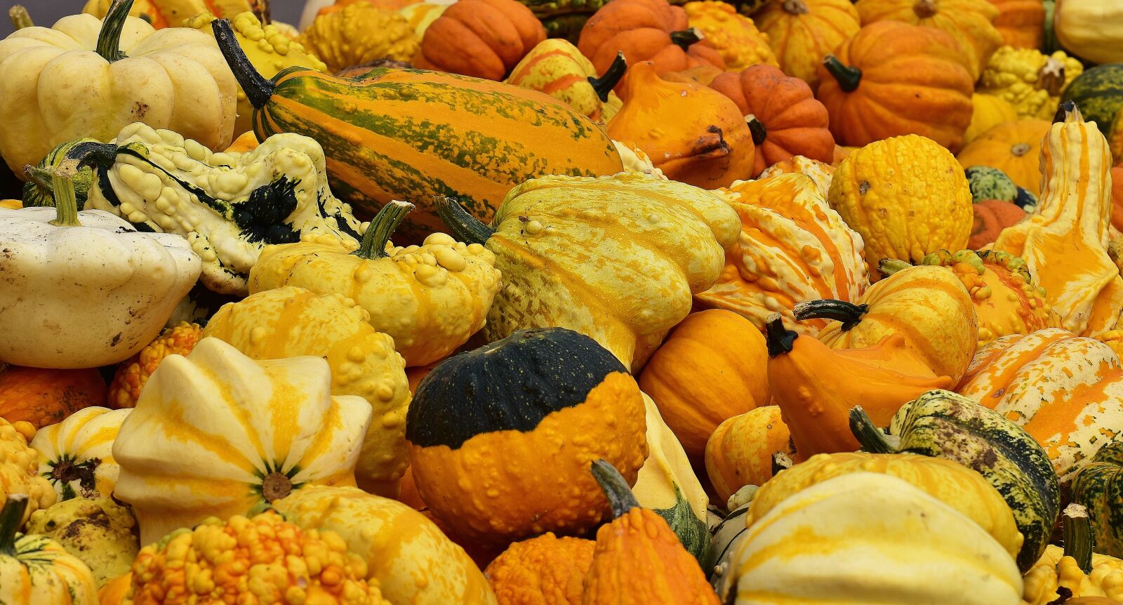 Nikon D7200 sample photo. Pumpkins, autumn, autumn decoration photography