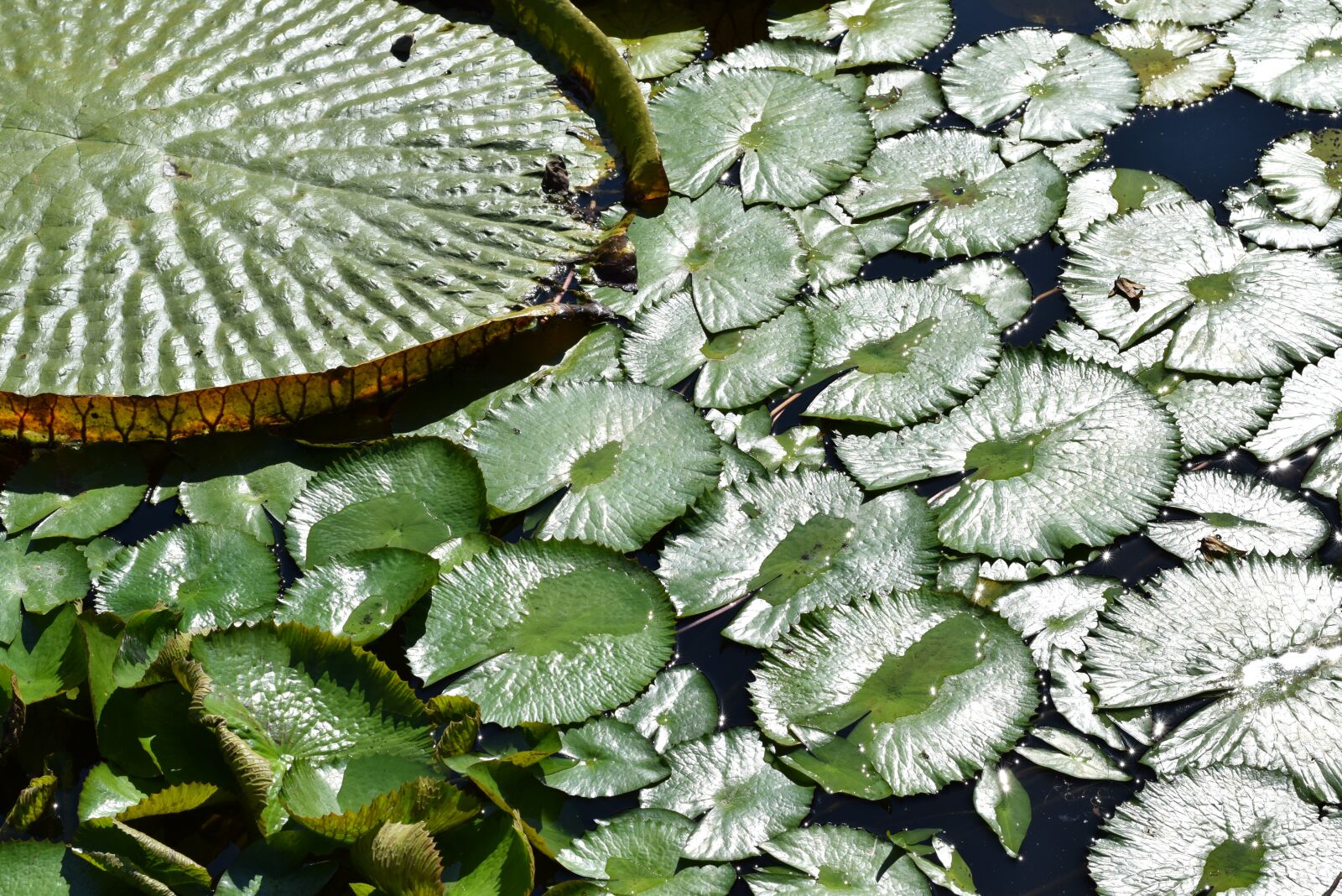 Nikon D5300 sample photo. Garden pond, nuphar lutea photography
