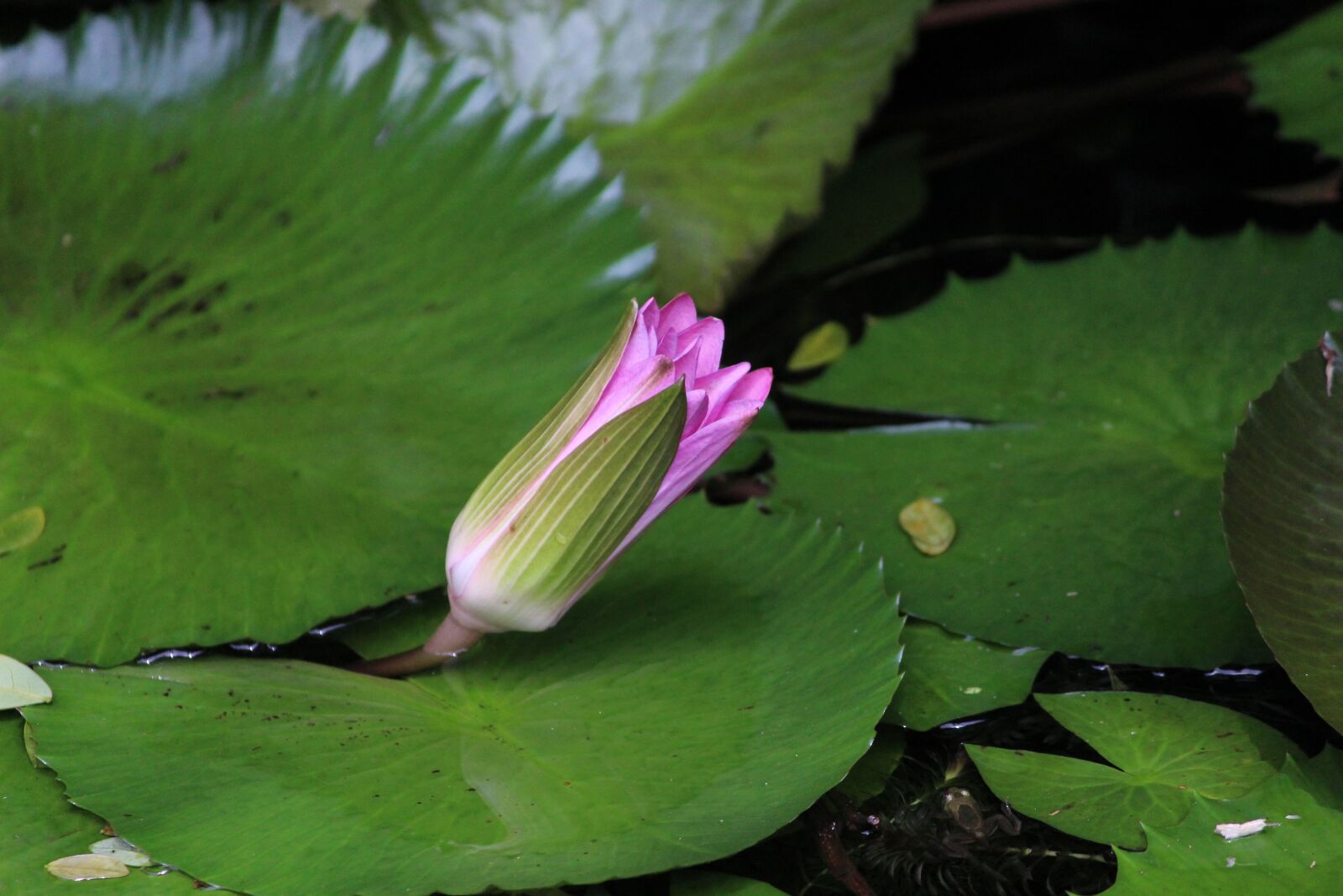 Canon EF-S 55-250mm F4-5.6 IS II sample photo. Flower bud, flower, bud photography