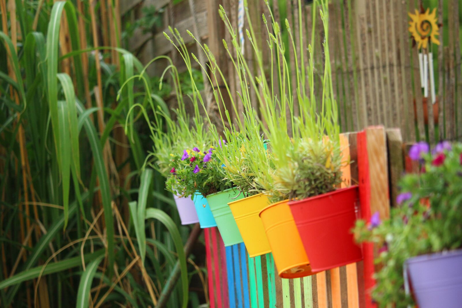 Canon EOS 100D (EOS Rebel SL1 / EOS Kiss X7) sample photo. Flower, rainbow, colorful photography